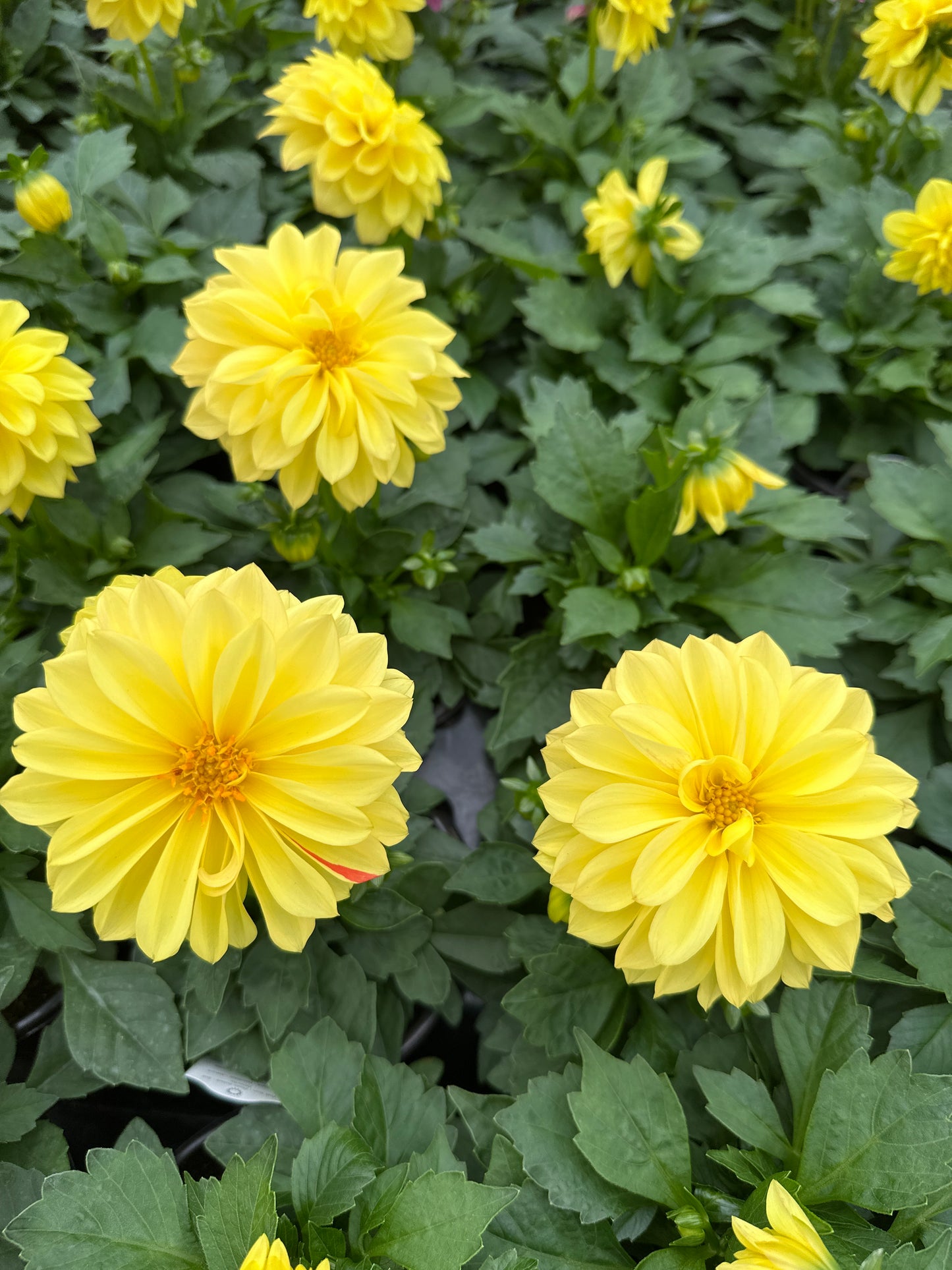 DAHLIA DAHLINOVA MONTANA - QUART POT