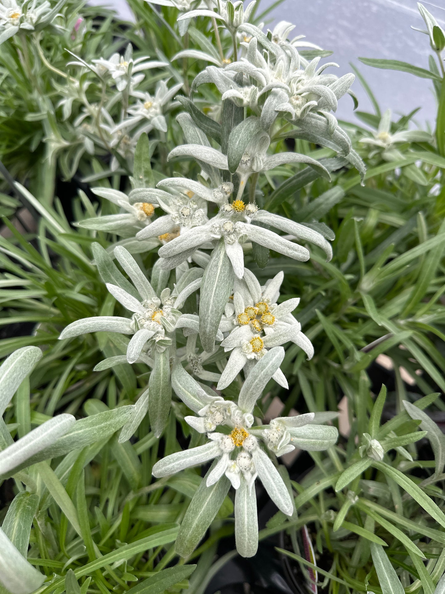 LEONTOPODIUM ALPINUM EDELWEISS - QUART POT