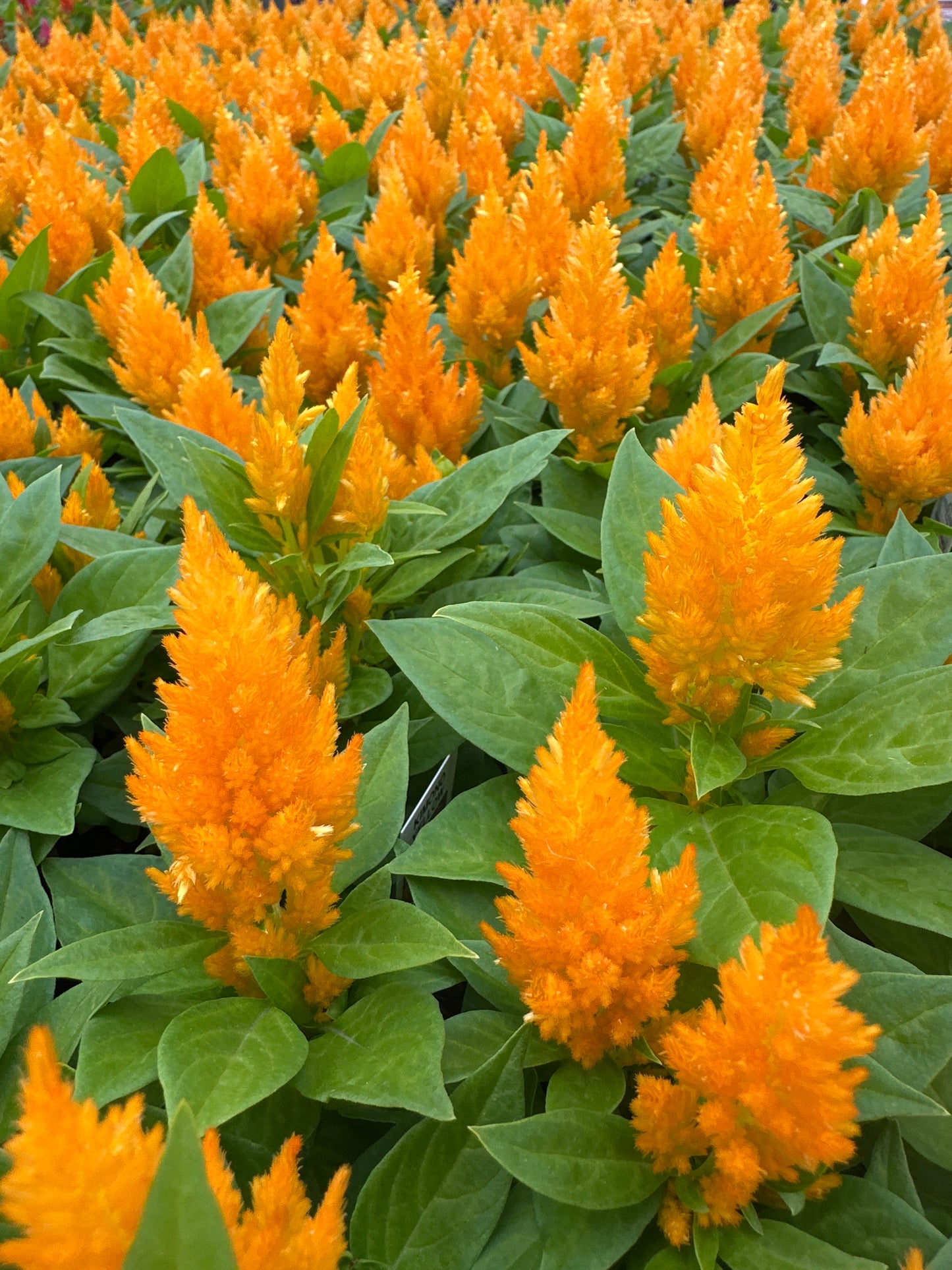 CELOSIA KIMONO YELLOW - FLAT OF 48 PLANTS
