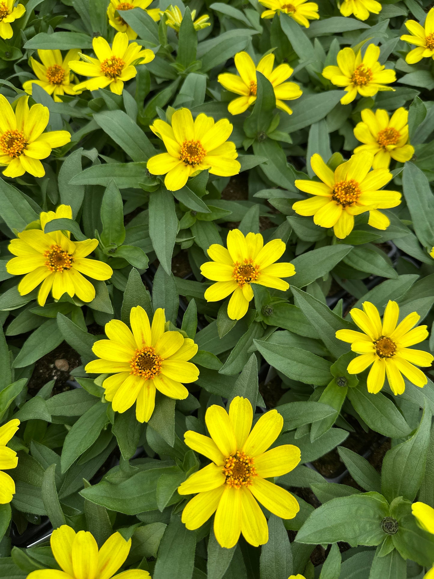 ZINNIA PROFUSION YELLOW - JUMBO 6 PACK
