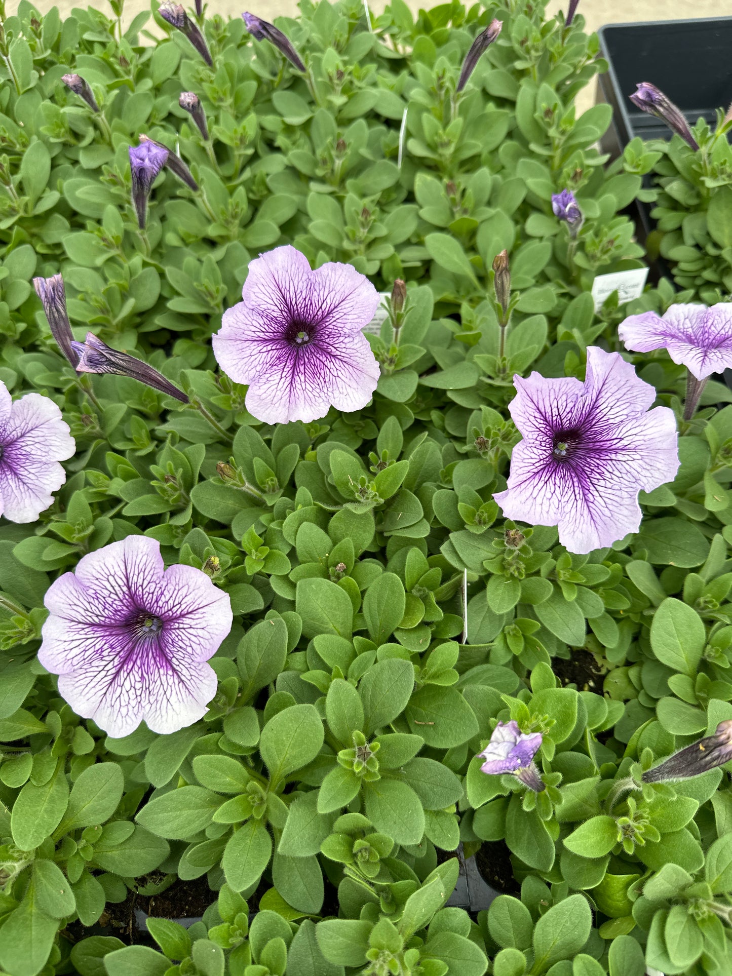 PETUNIA MADNESS ORCHID - FLAT OF 48 PLANTS