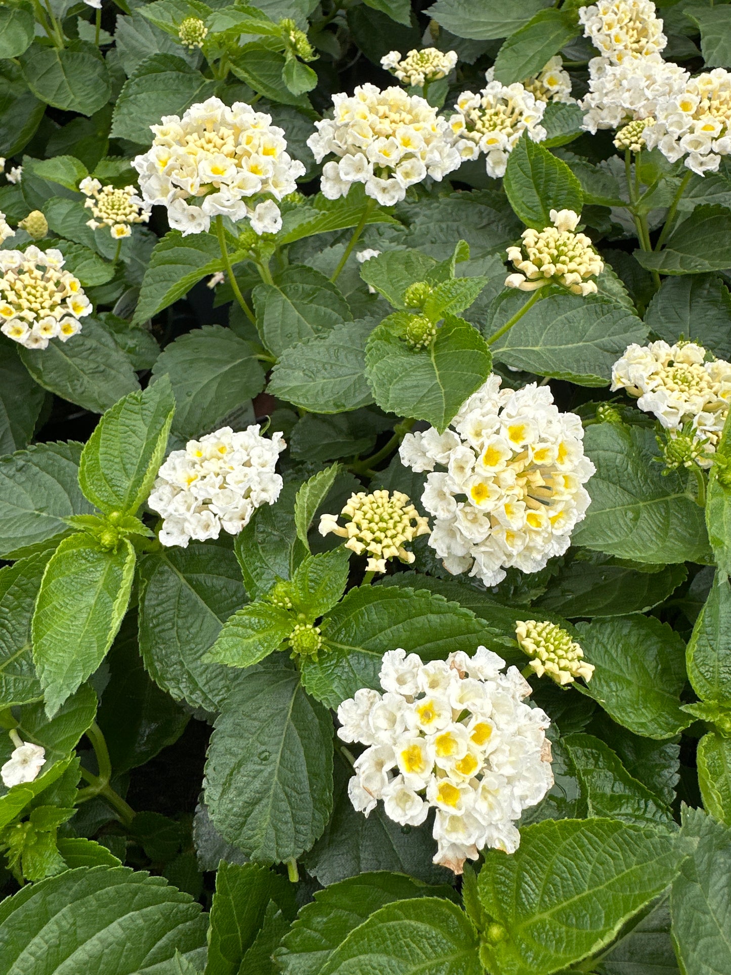 LANTANA BANDOLERO WHITE - 4'' POT