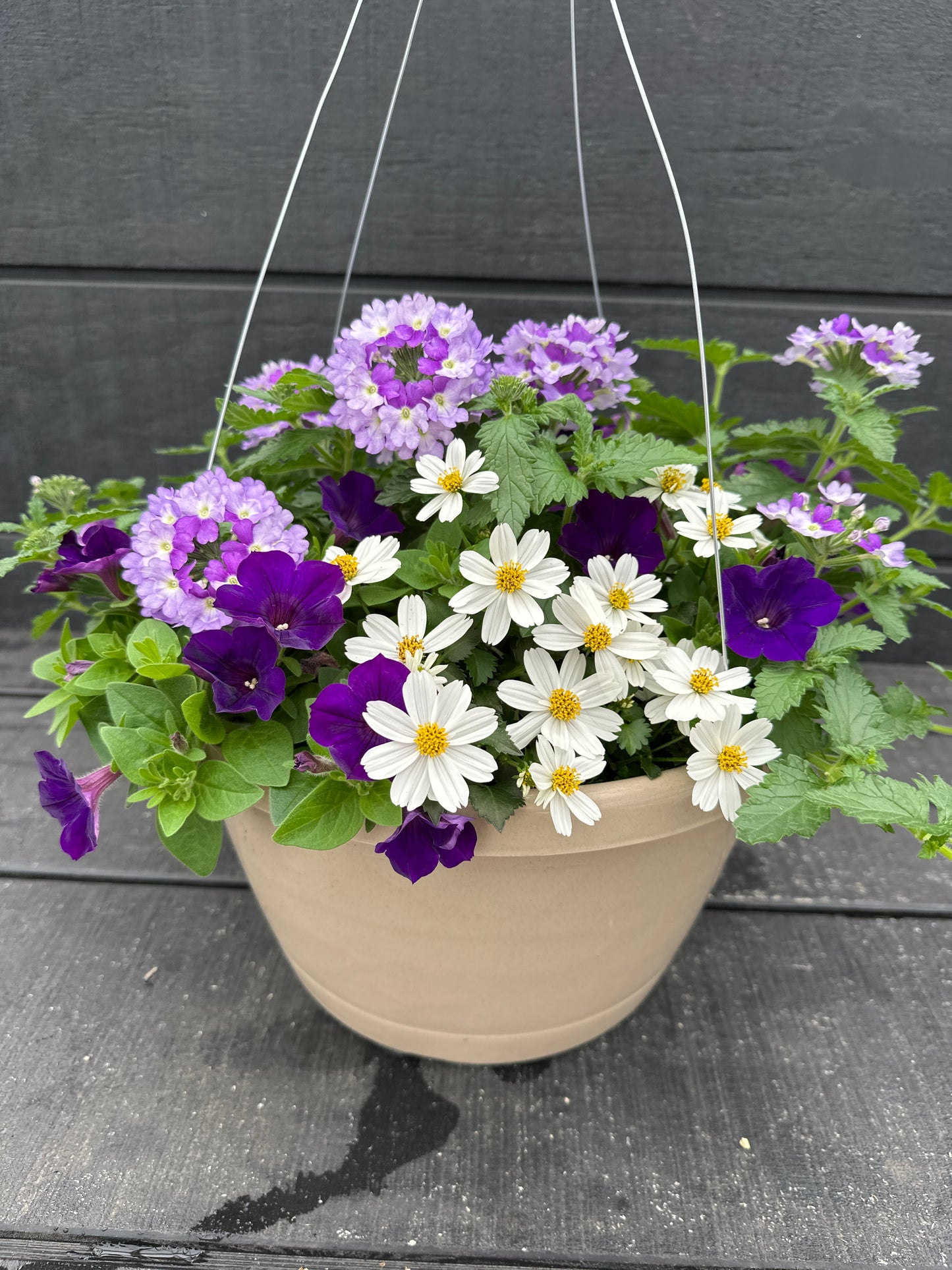 COMBO ROYAL SPARK - 12" HANGING BASKET