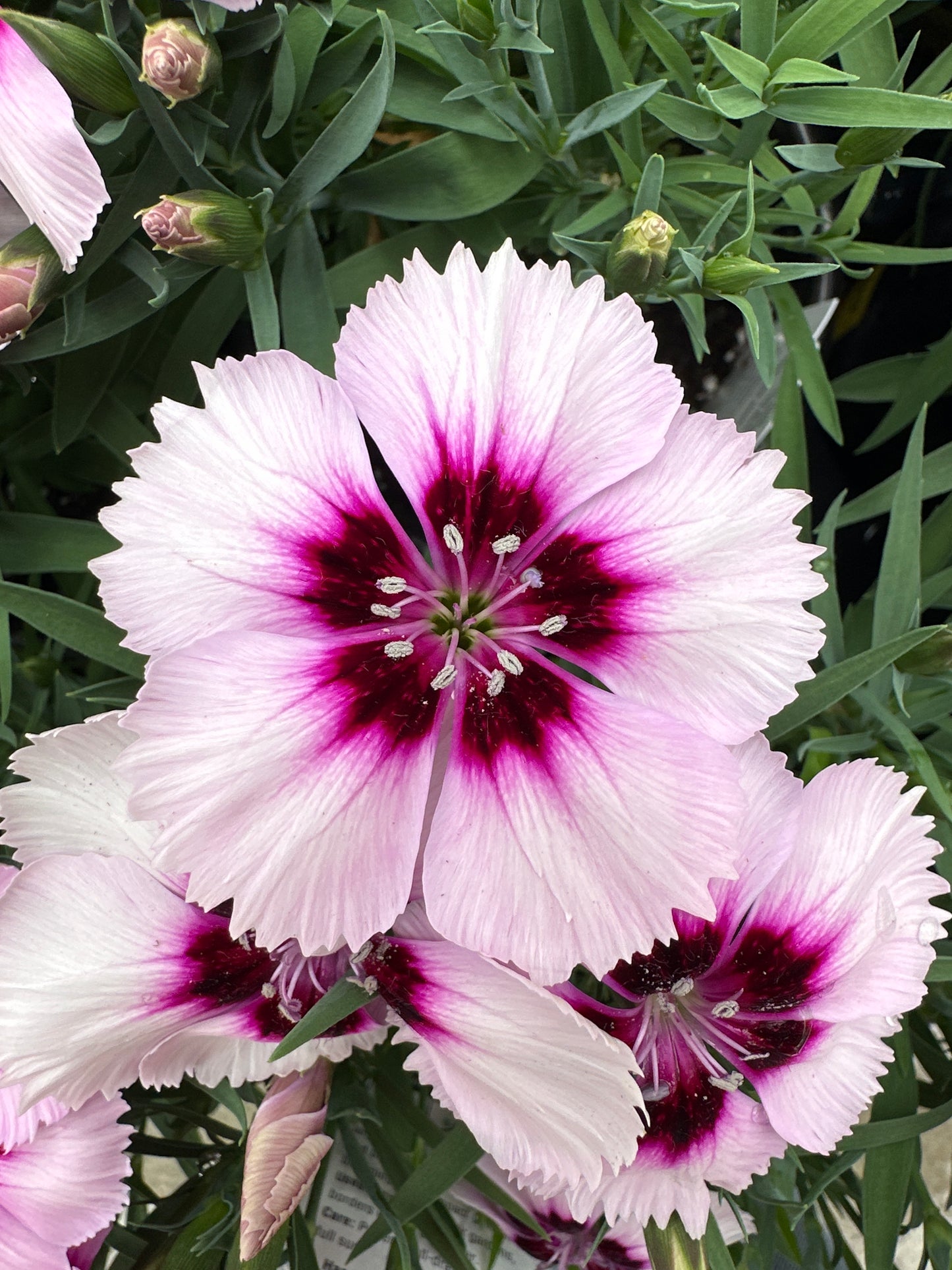 DIANTHUS CHINESIS CORONET WHITE PURPLE EYE - QUART POT