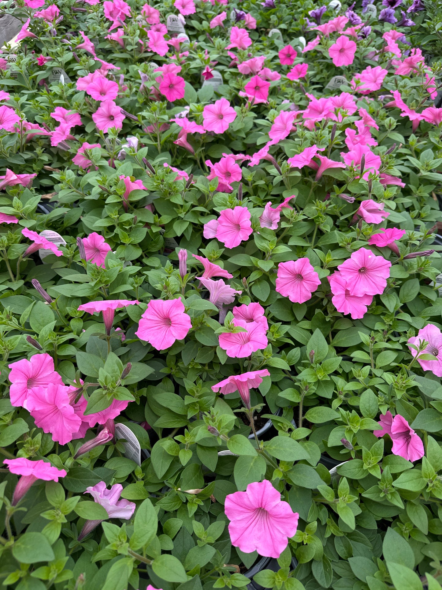 PETUNIA SUPERTUNIA BUBBLE GUM - QUART POT