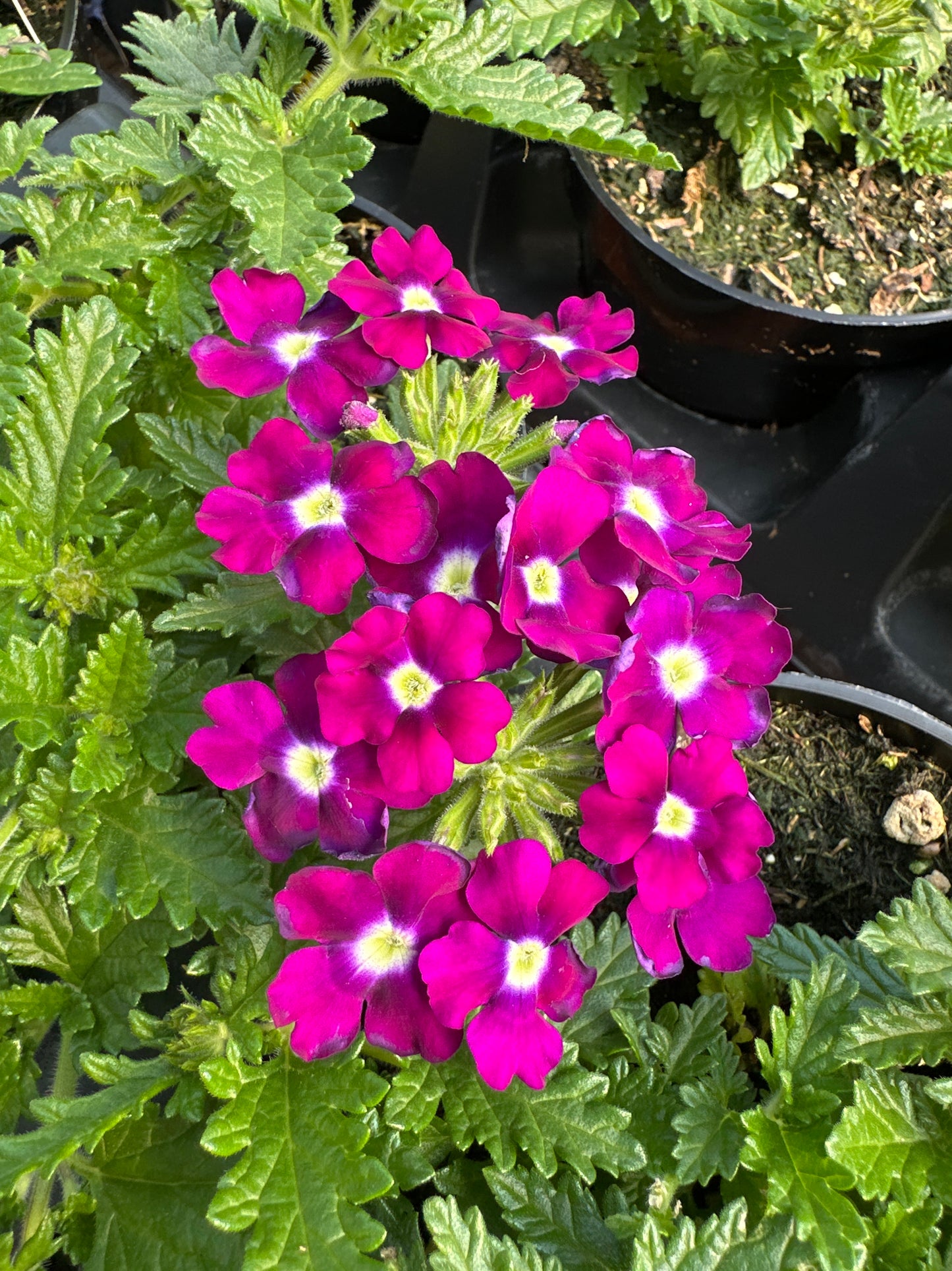 VERBENA EMPRESS SUN BURGUNDY - 4'' POT