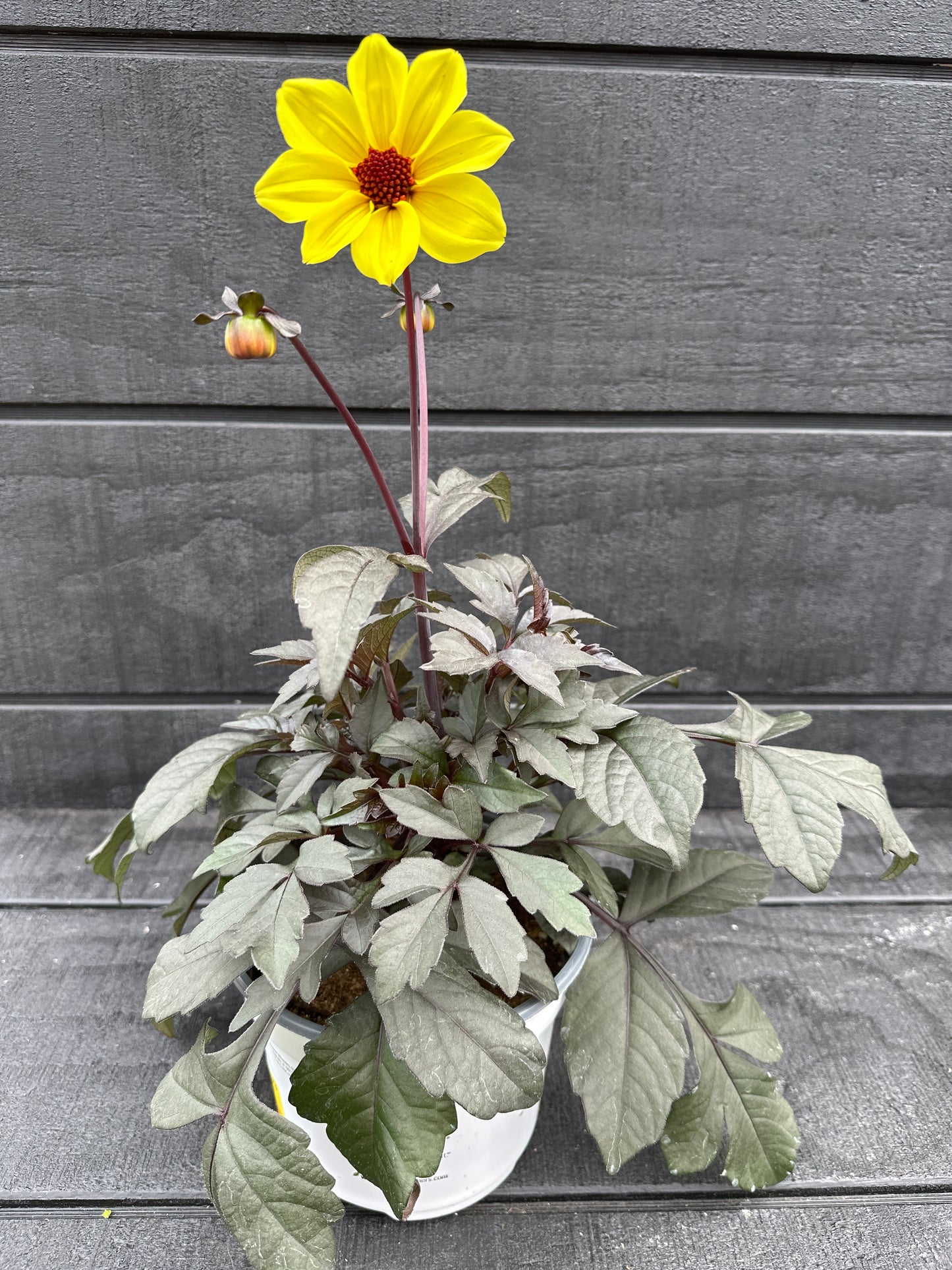 DAHLIA MYSTIC ILLUSION - 6" POT