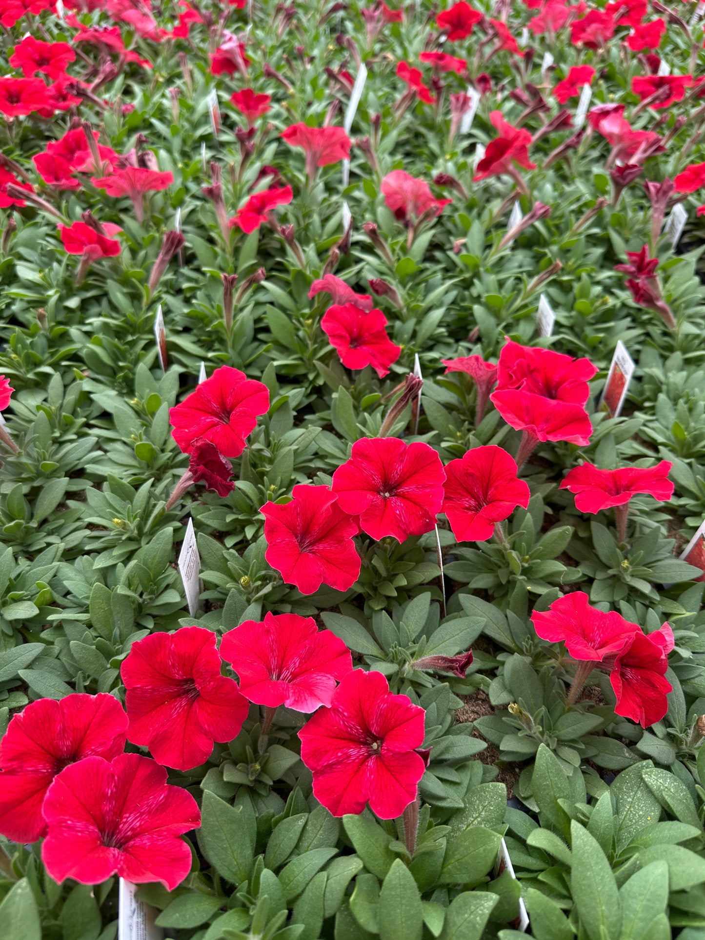 PETUNIA MADNESS RED - FLAT OF 48 PLANTS