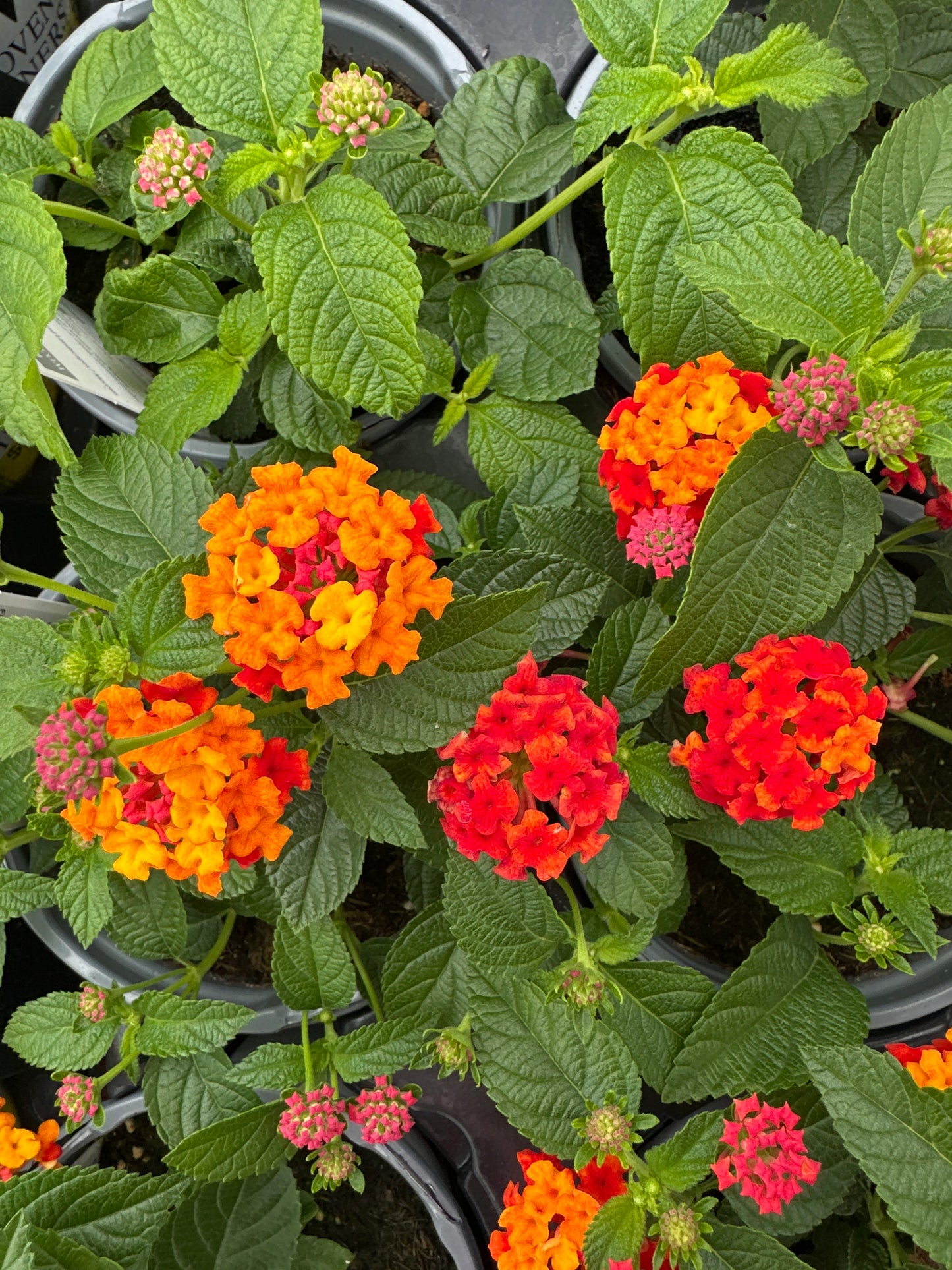 LANTANA LUSCIOUS CITRUS BLEND - QUART POT