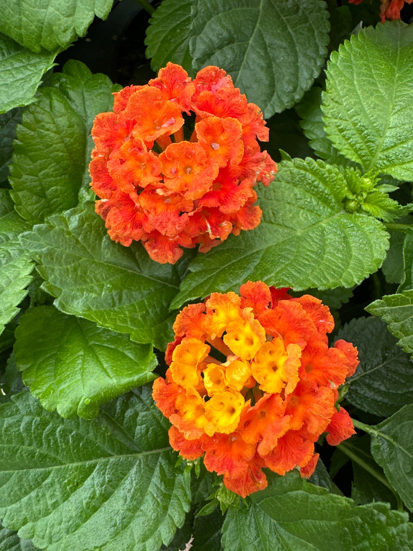 LANTANA BANDELERO GUAVA - 4" POT
