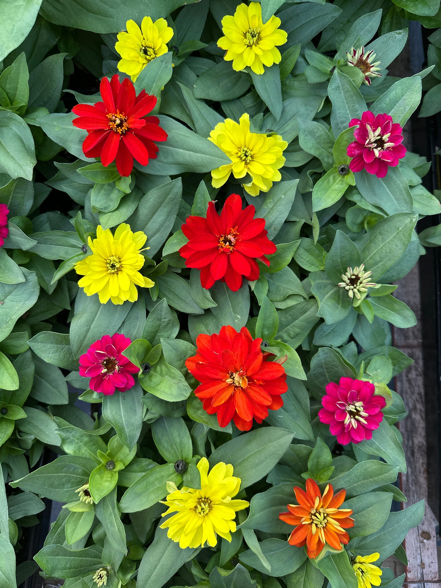 ZINNIA ZAHARA BRILLIANT MIX - JUMBO 6 PACK