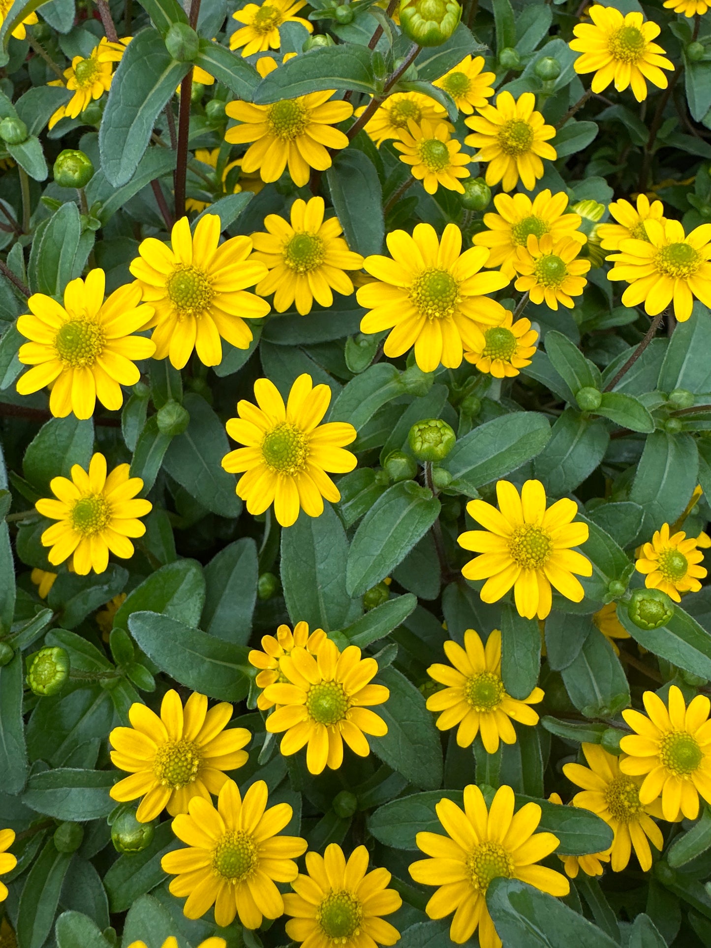 SANVITALIA TALYA BRIGHT - 4" POT