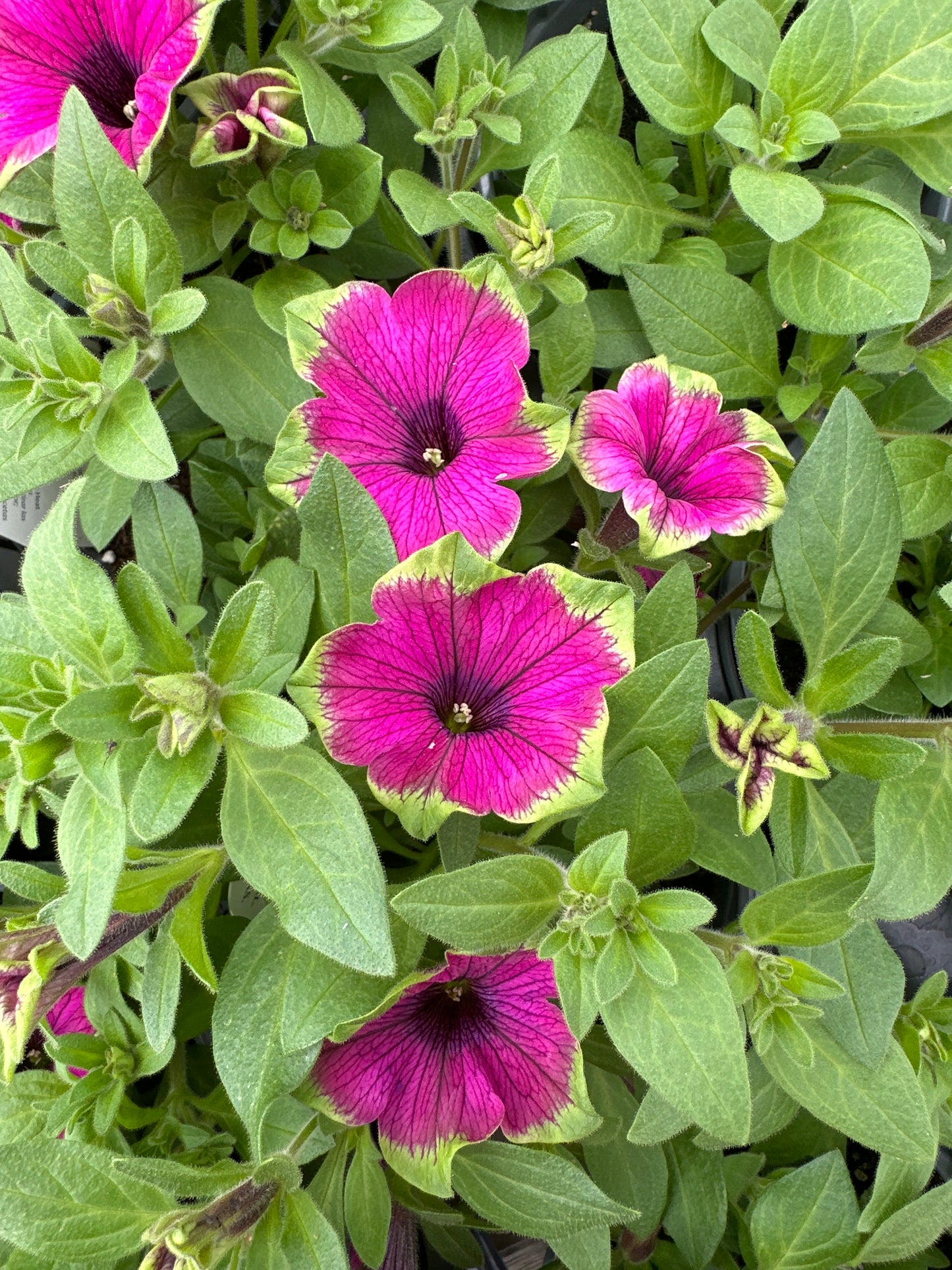 PETUNIA SUPERTUNIA PICASSO IN PURPLE - QUART POT