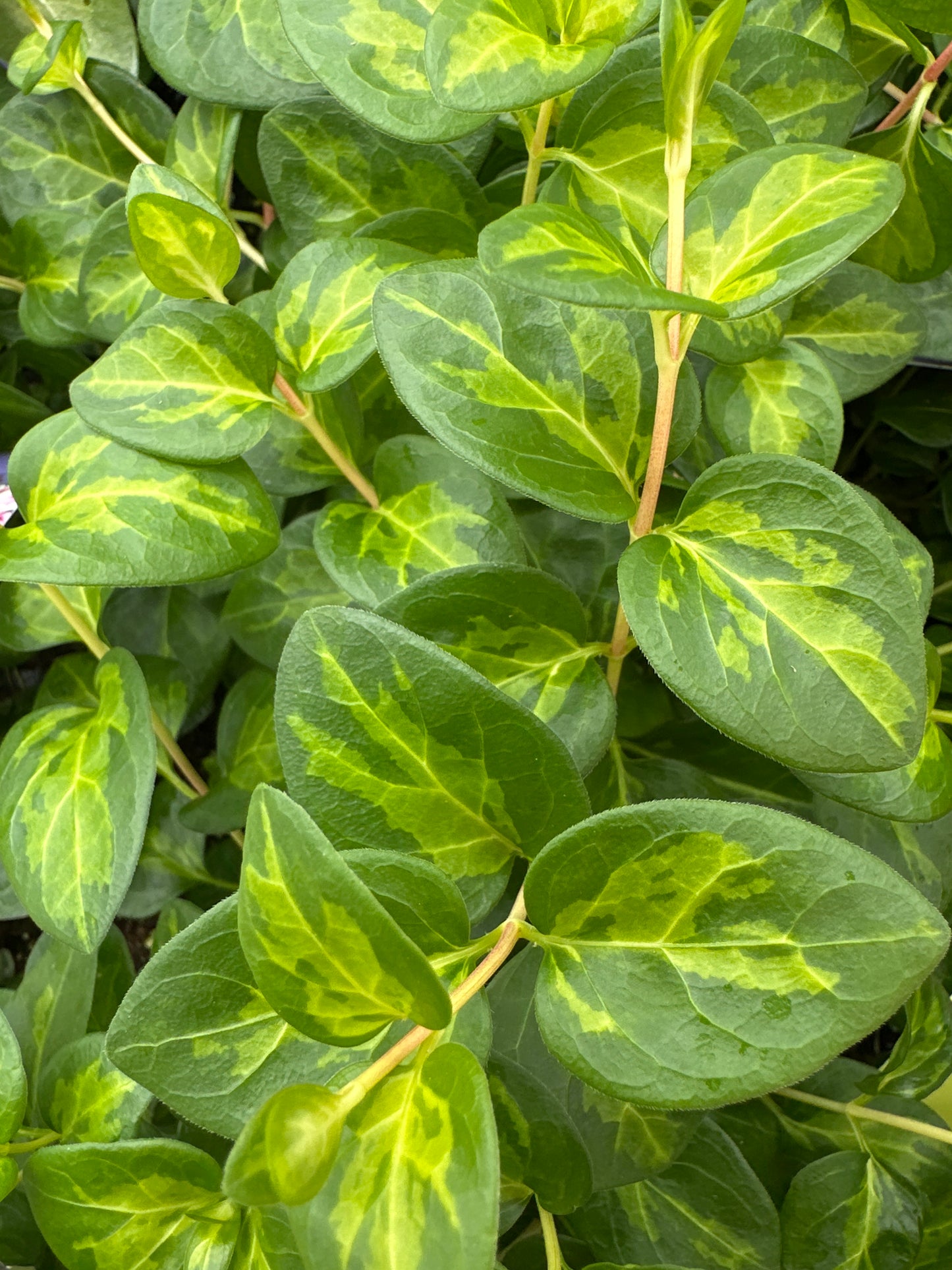 VINCA VINE MACULATA - JUMBO 6 PACK