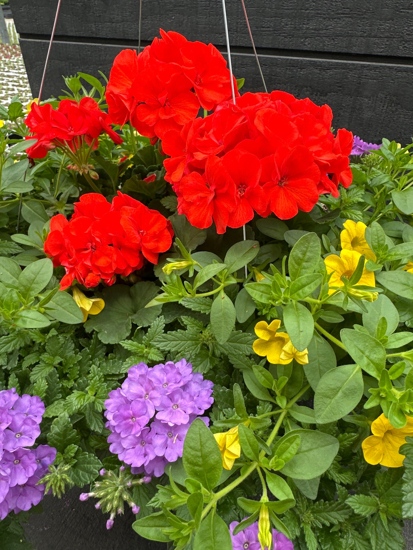 BASKET #98 - 12" HANGING BASKET