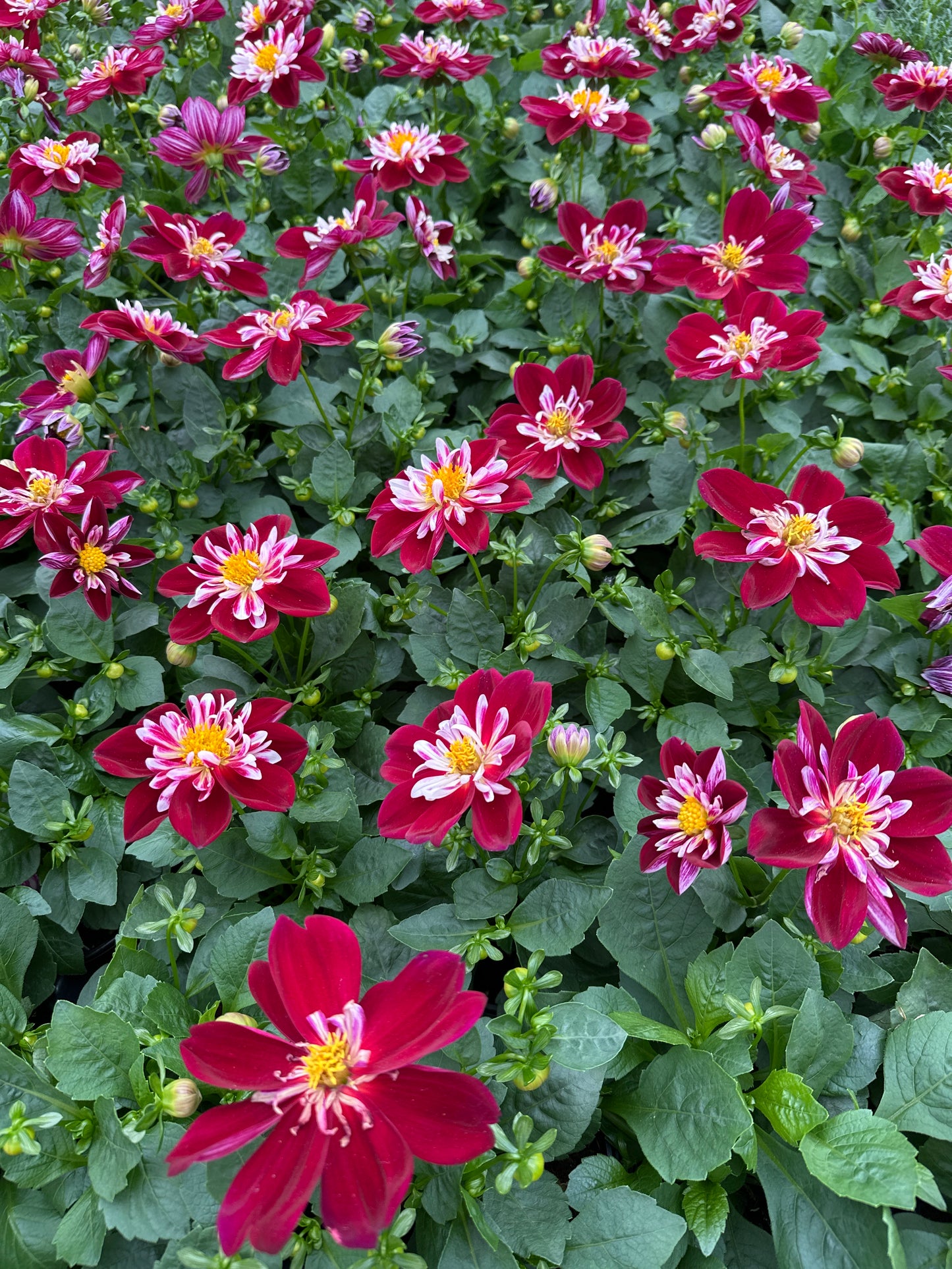 DAHLIA STARSISTER RED/WHITE - QUART POT