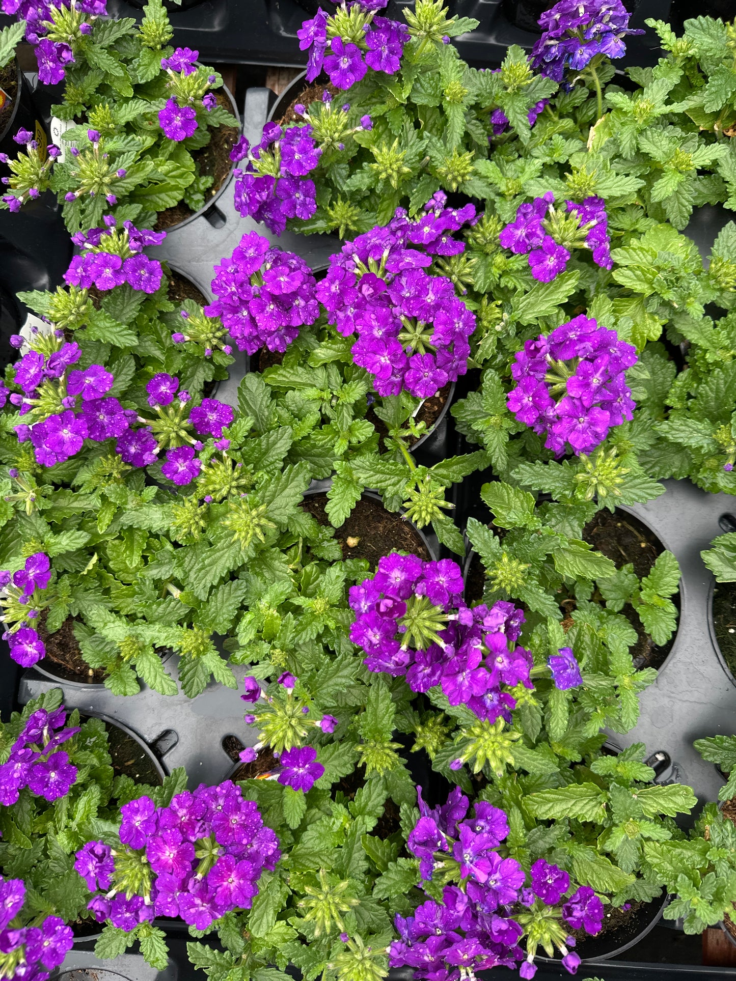 VERBENA EMPRESS SUN VIOLET - 4" POT