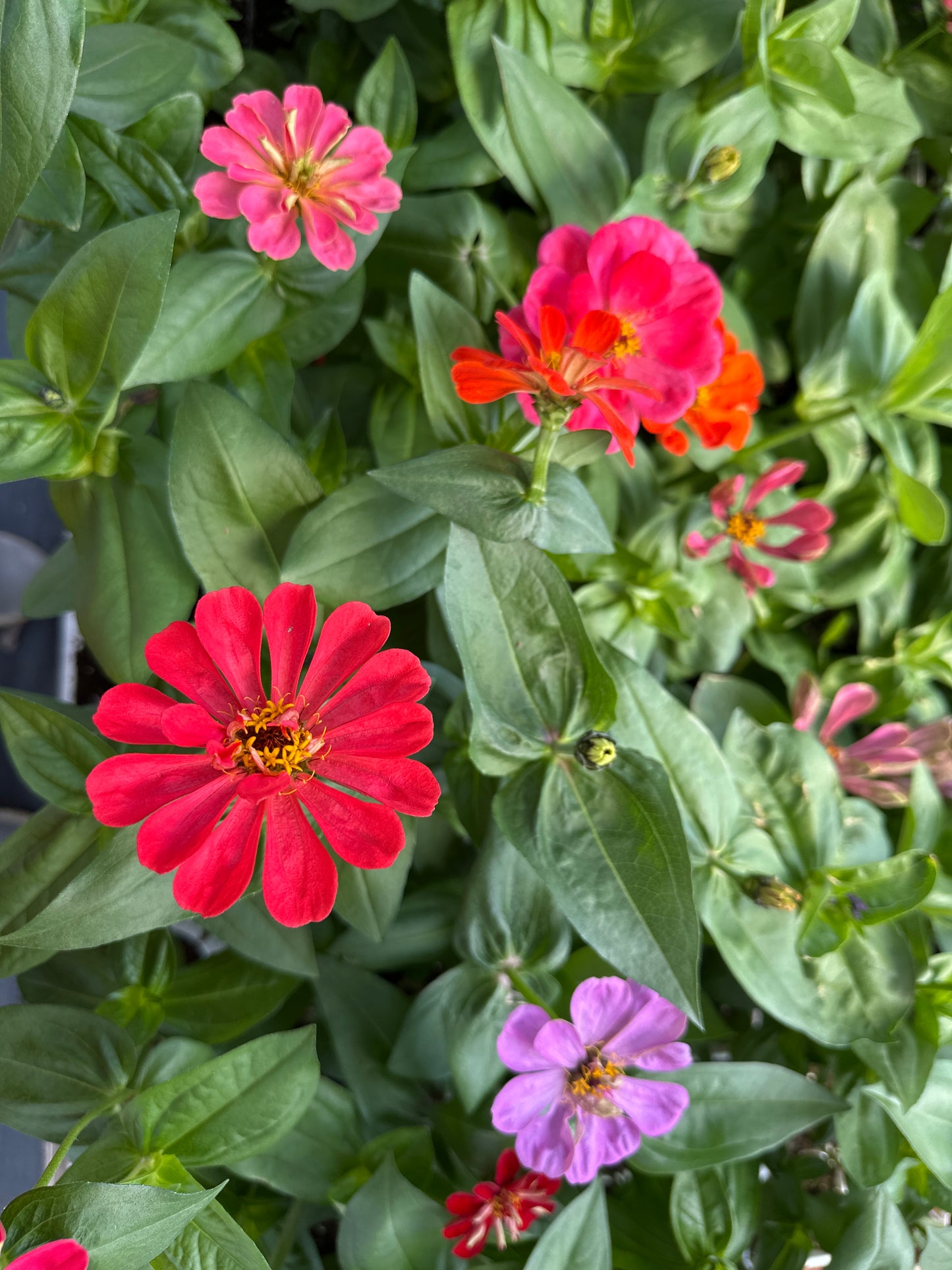 ZINNIA STATE FAIR MIX - JUMBO 6 PACK
