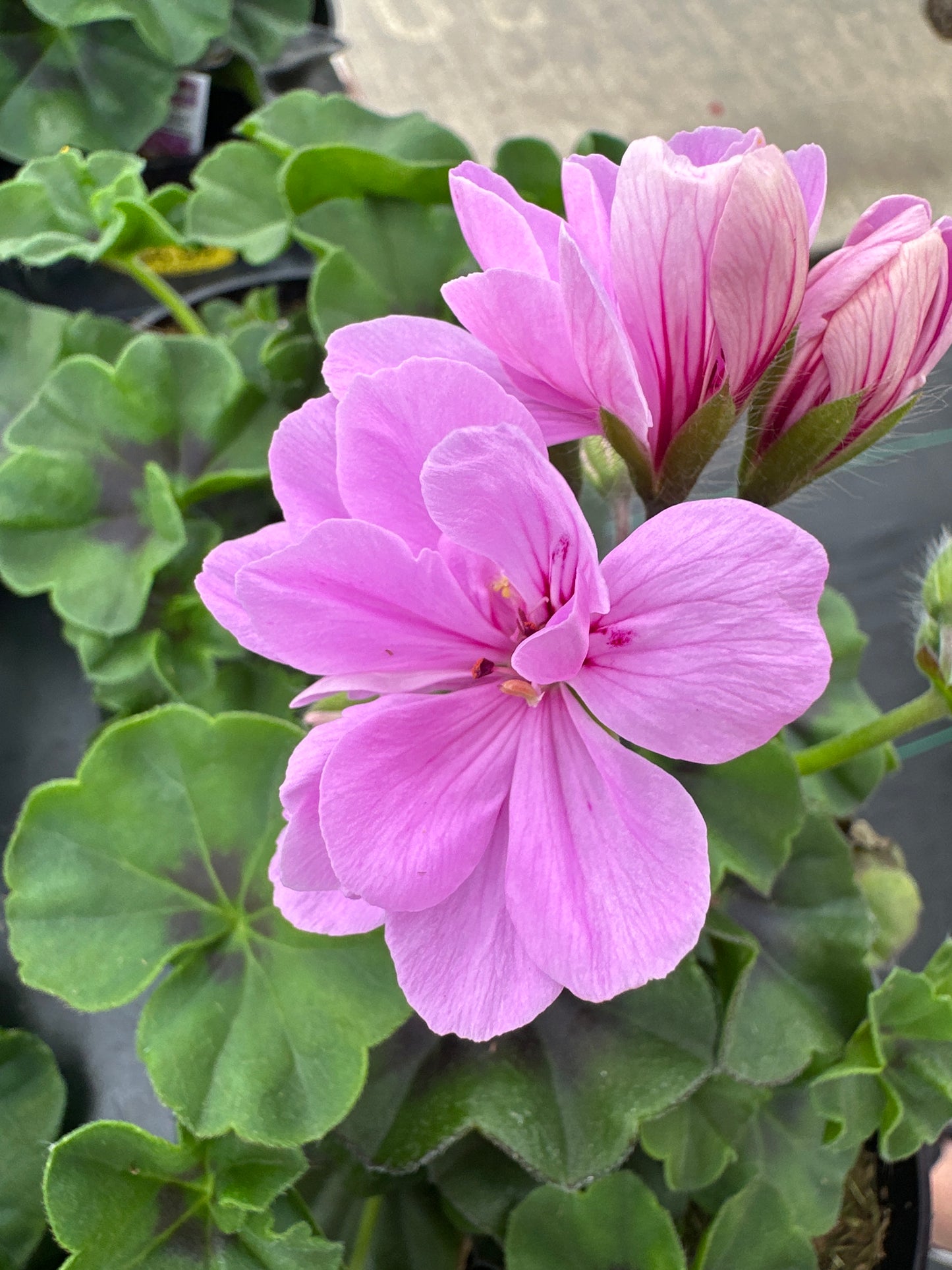 GERANIUM CONTESSA LAVENDER - 4" POT