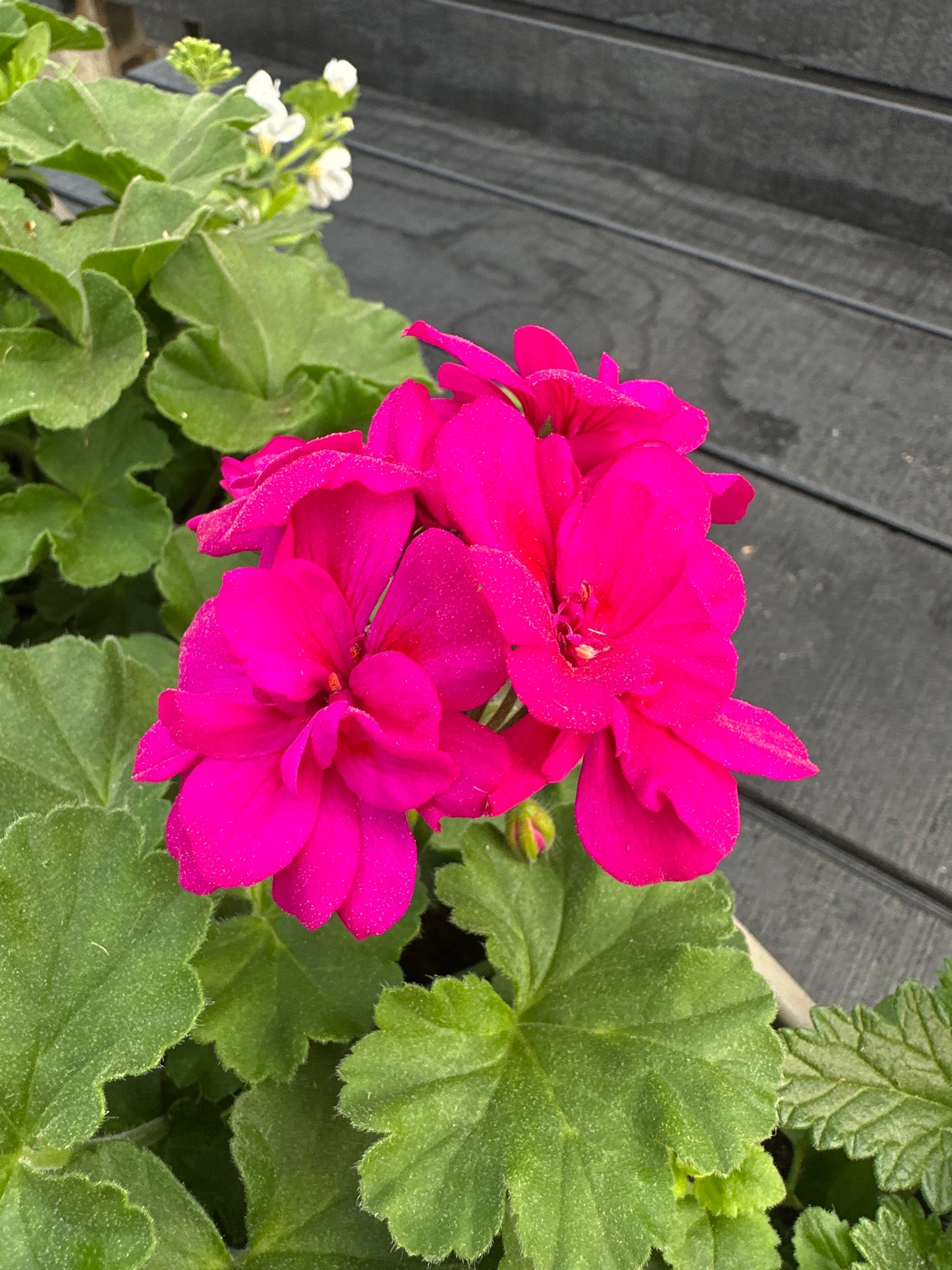 COMBO #25 - 24'' WINDOW BOX