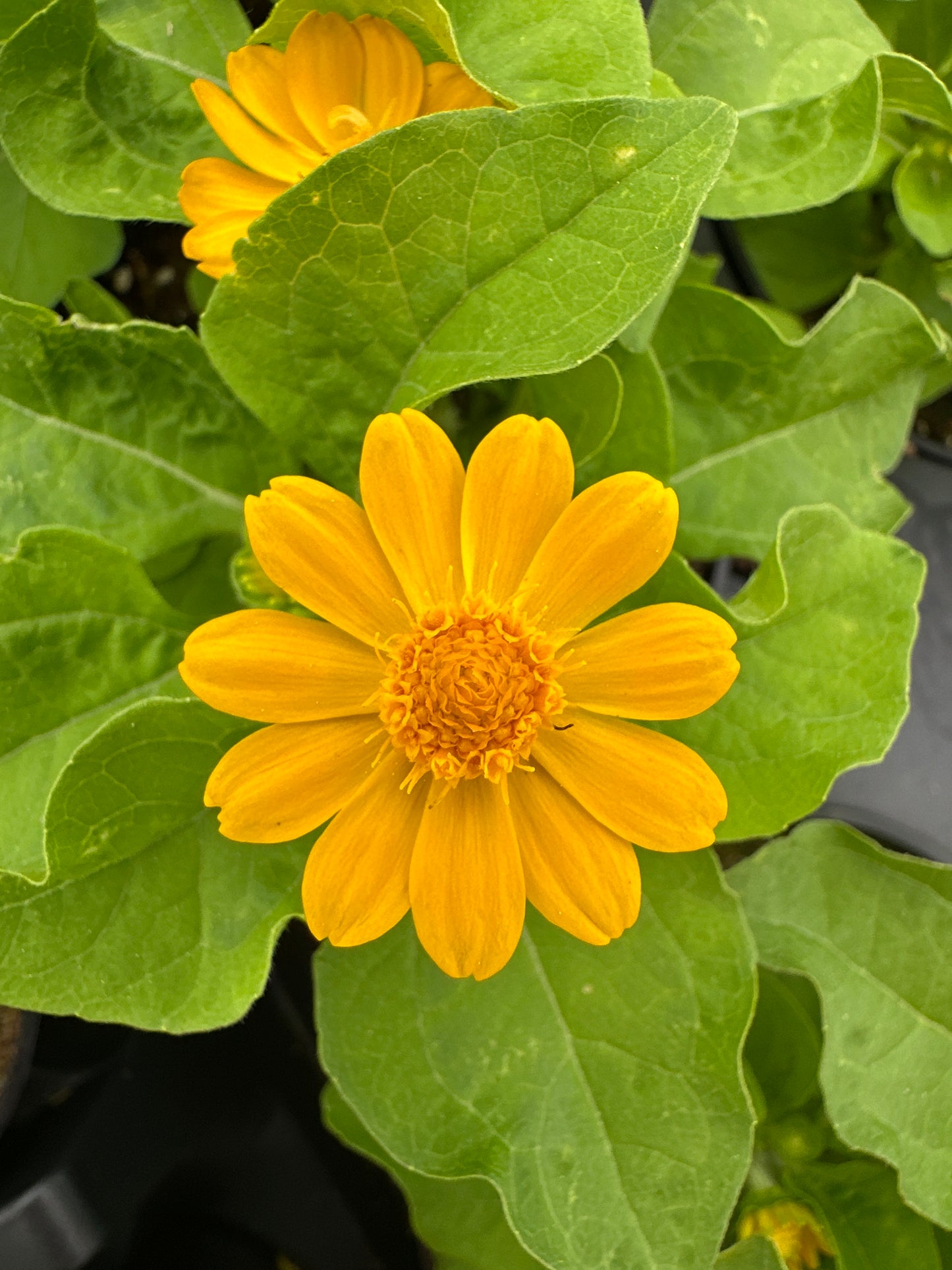 MELAMPODIUM JACKPOT GOLD - 4" POT