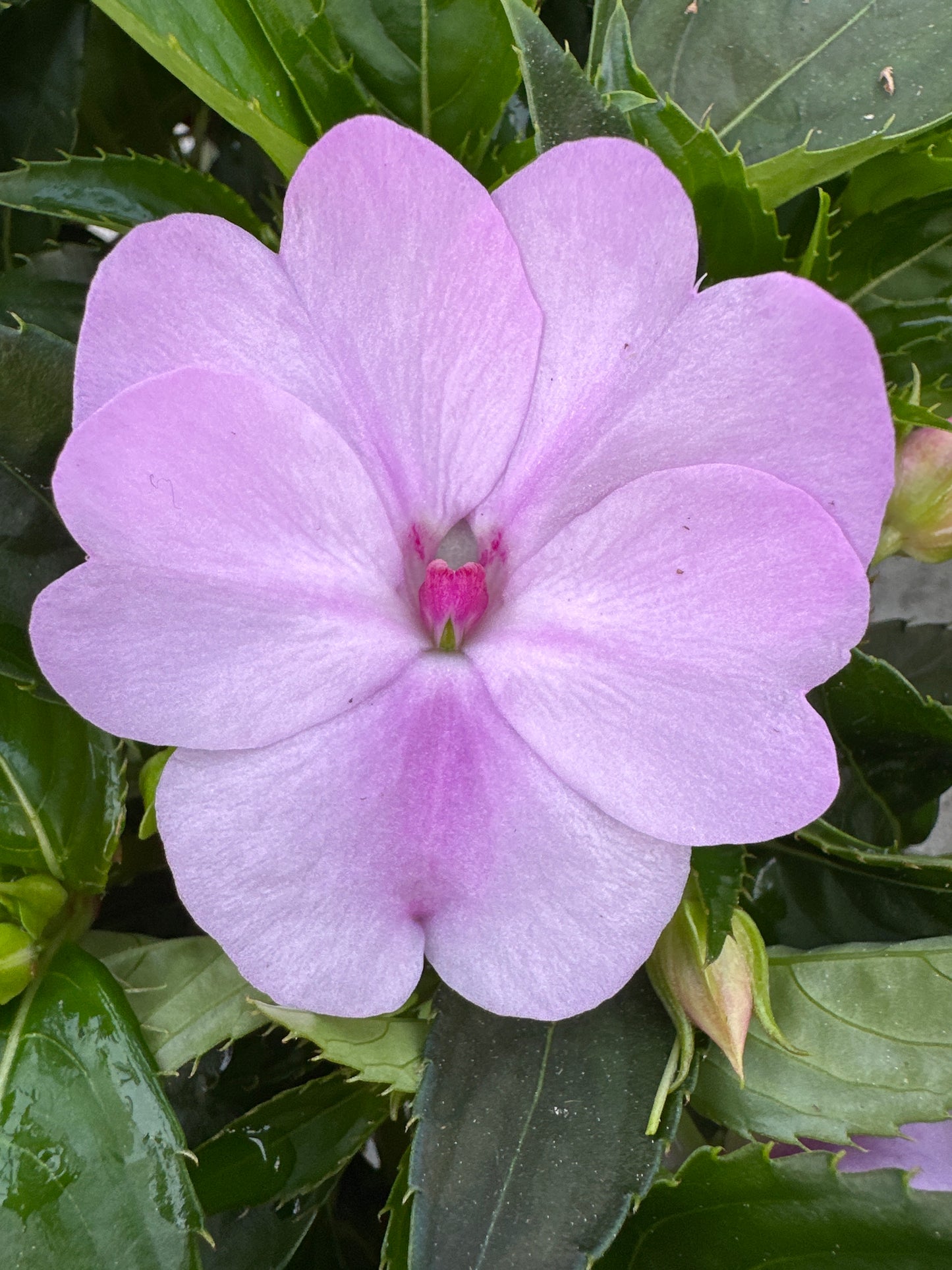 SUNPATIENS COMPACT ORCHID - JUMBO 6 PACK