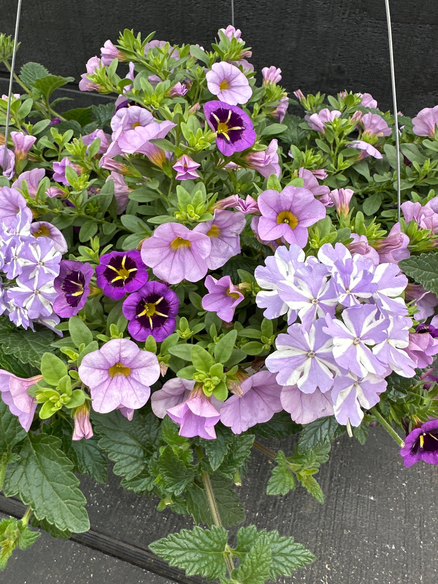 BASKET #23 - 10'' HANGING BASKET