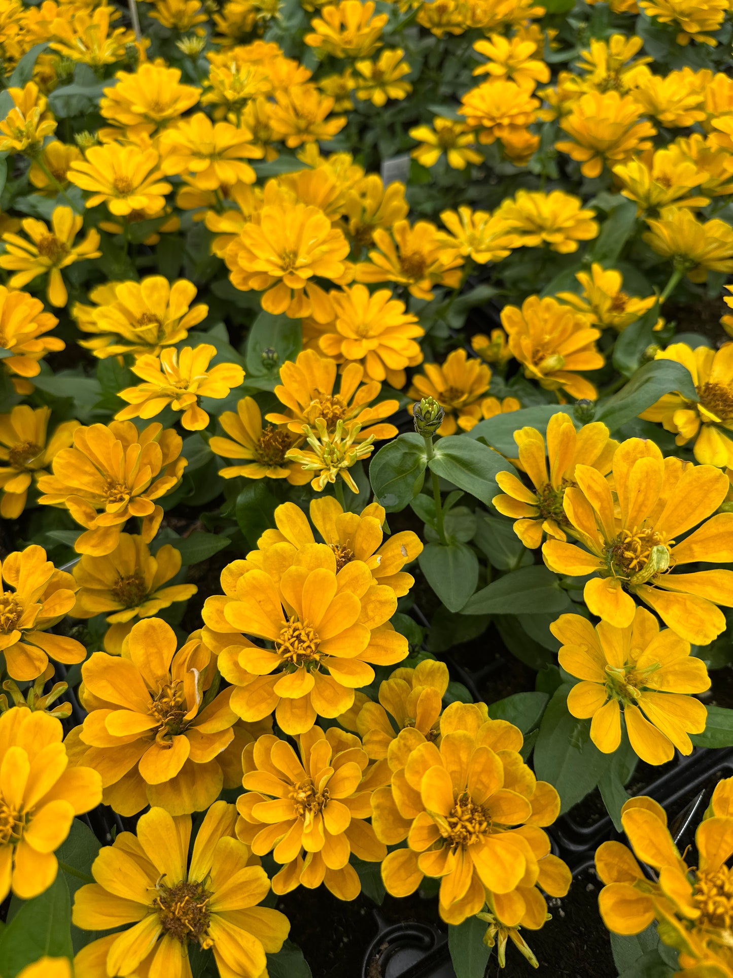 ZINNIA DREAMLAND YELLOW - JUMBO 6 PACK