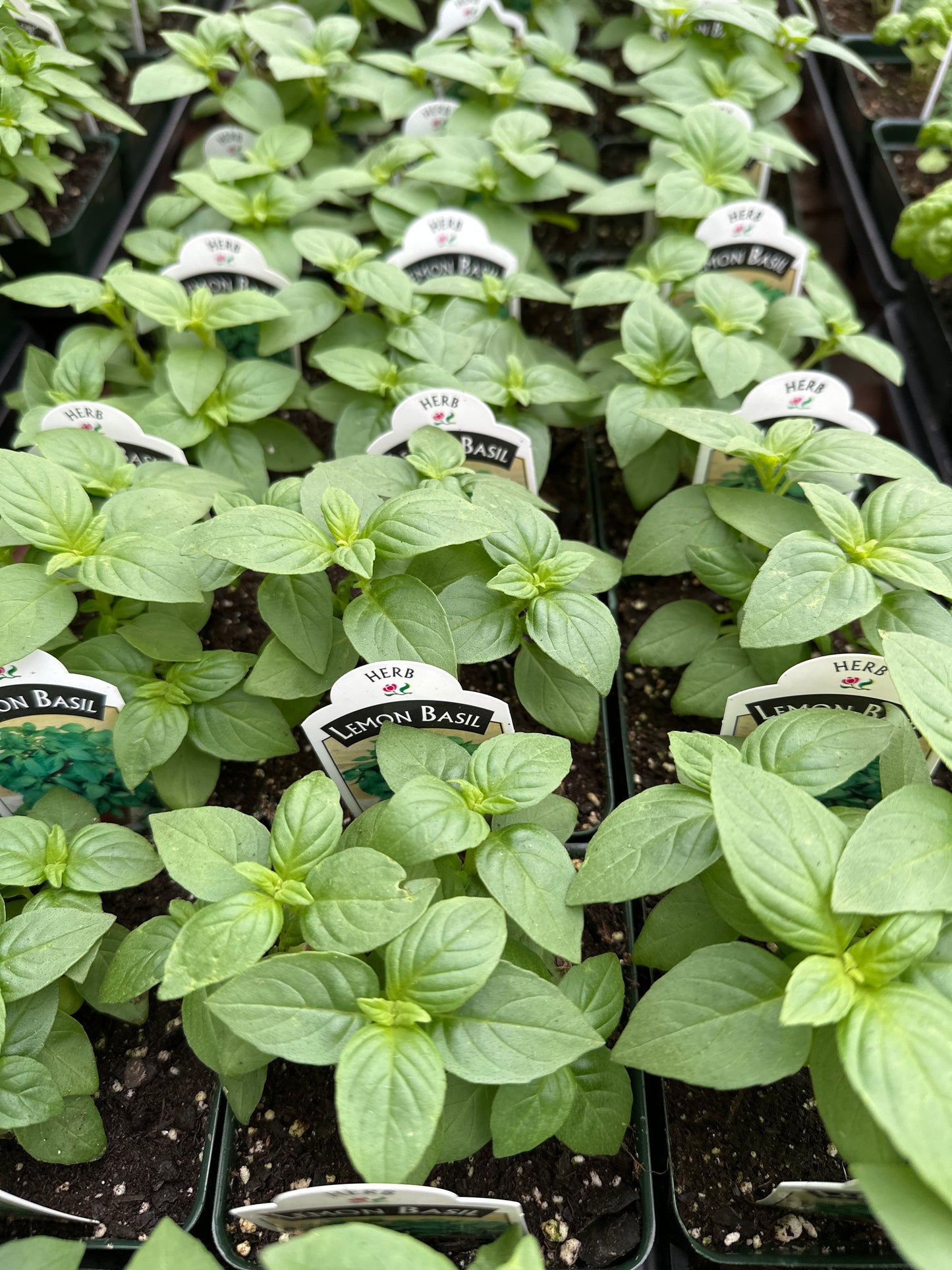 BASIL LEMON AMERICANUM