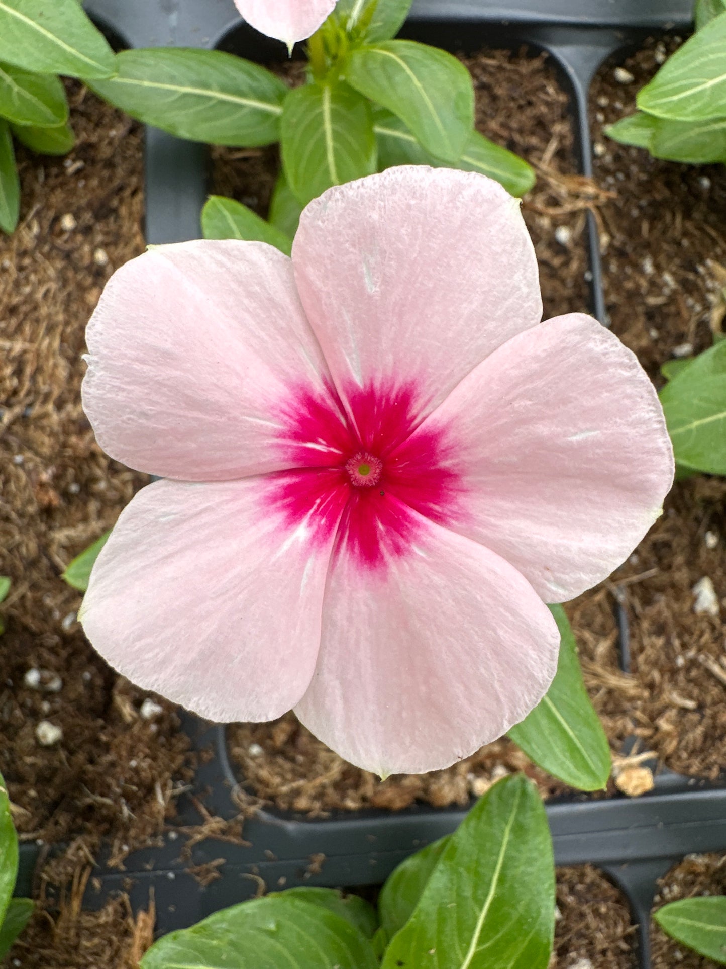 PERIWINKLE VINCA CORA CASCADE APRICOT - FLAT OF 32 PLANTS