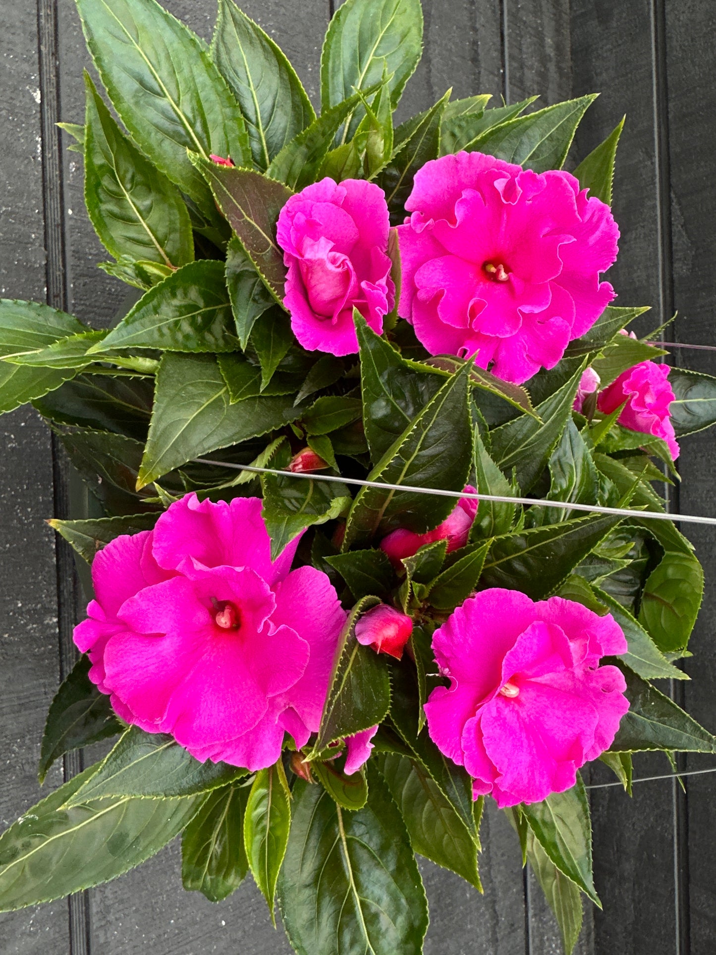 IMPATIENS NEW GUINEA ROLLER COASTER VALRAVN VIOLET - 10" HANGING BASKET