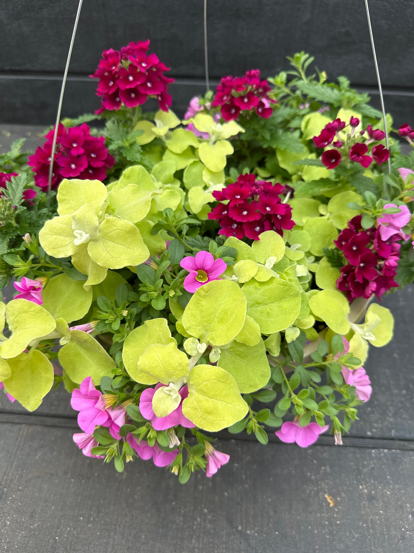 BASKET #48 - 10'' HANGING BASKET