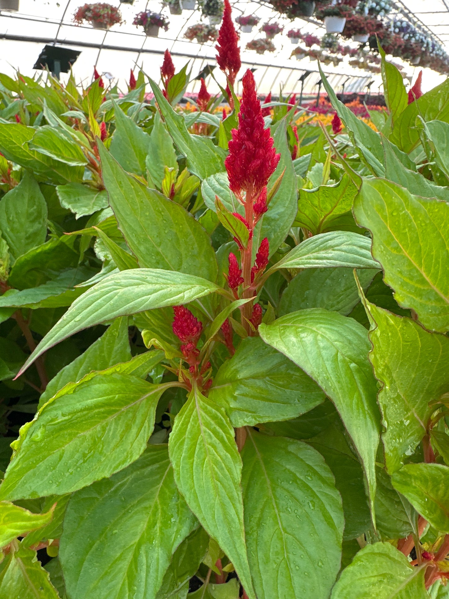 CELOSIA FRESH LOOK RED - JUMBO 6 PACK