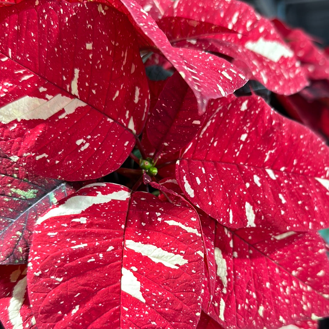 4'' Poinsettia Jingle Bells (Xmas)