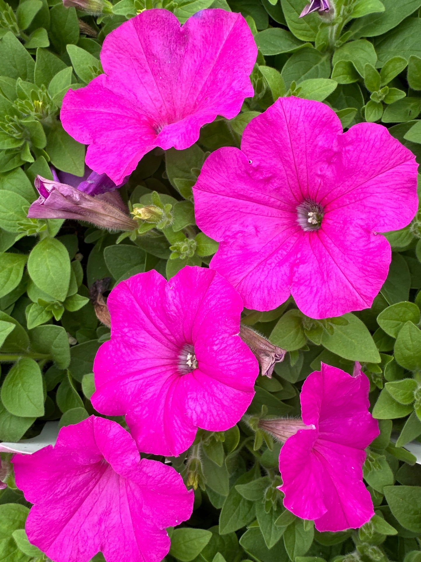 PETUNIA EASY WAVE NEON ROSE - JUMBO 6 PACK