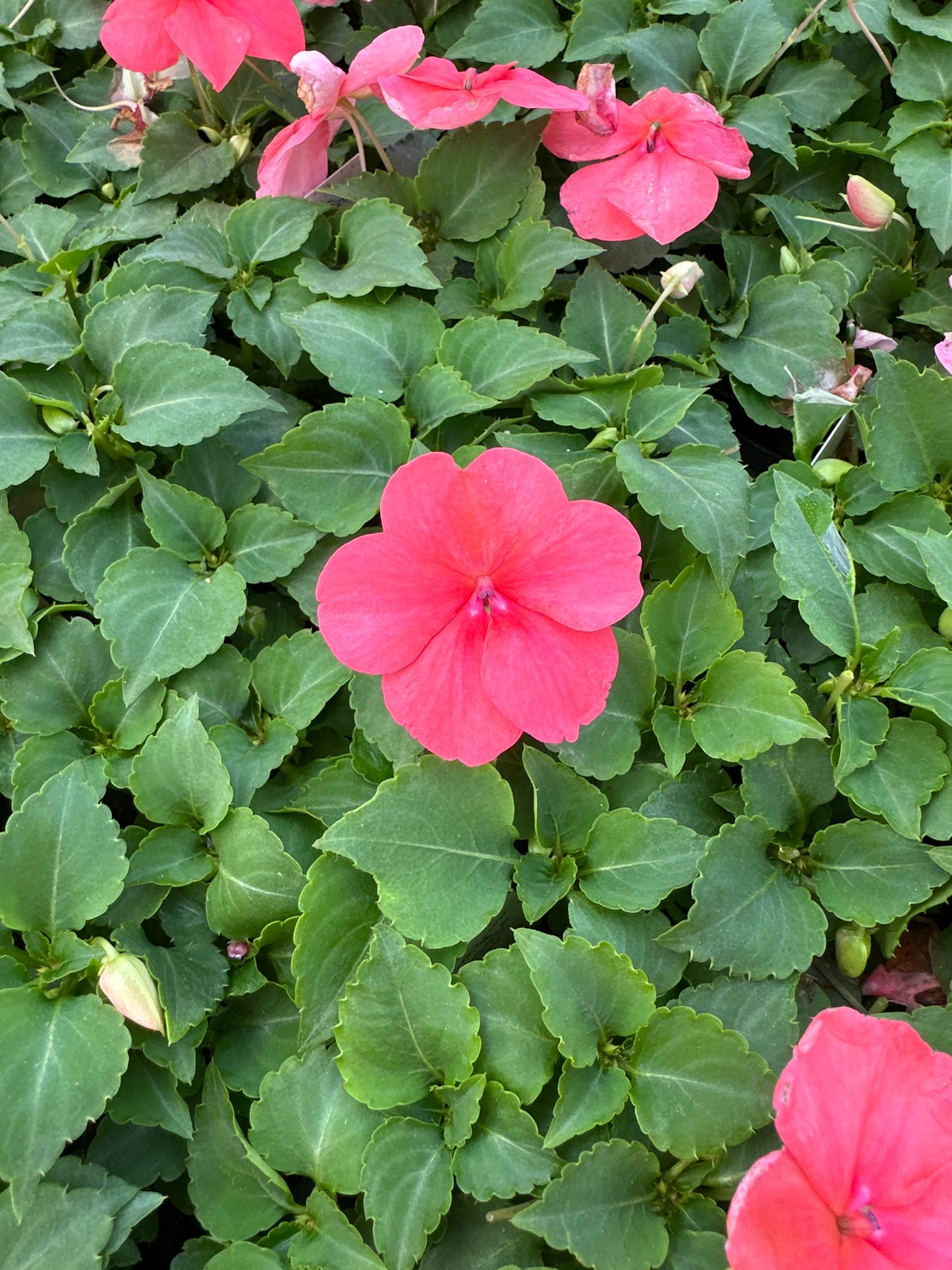 IMPATIENS BEACON CORAL - FLAT OF 32 PLANTS