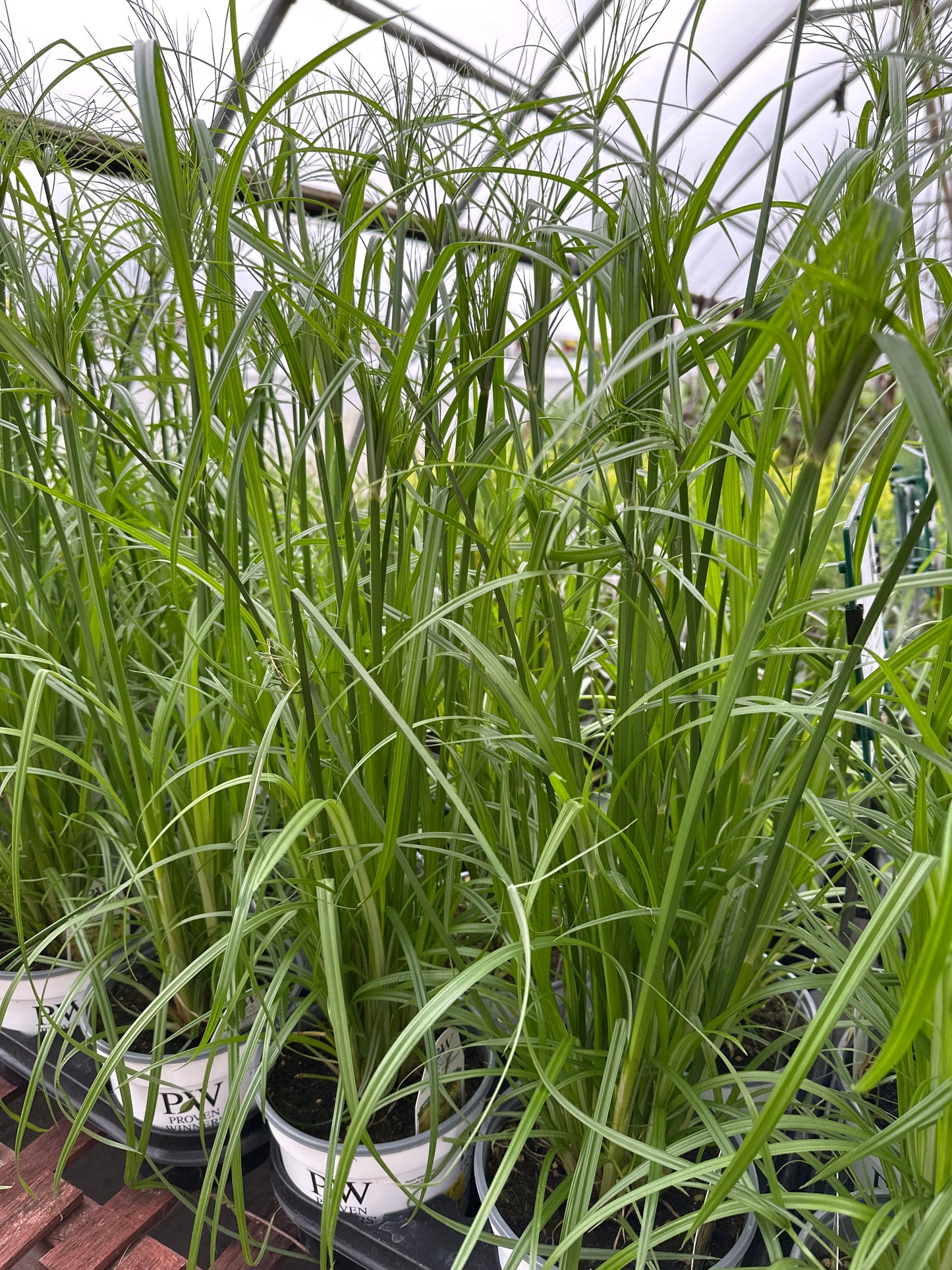 CYPERUS KING TUT - 6" POT