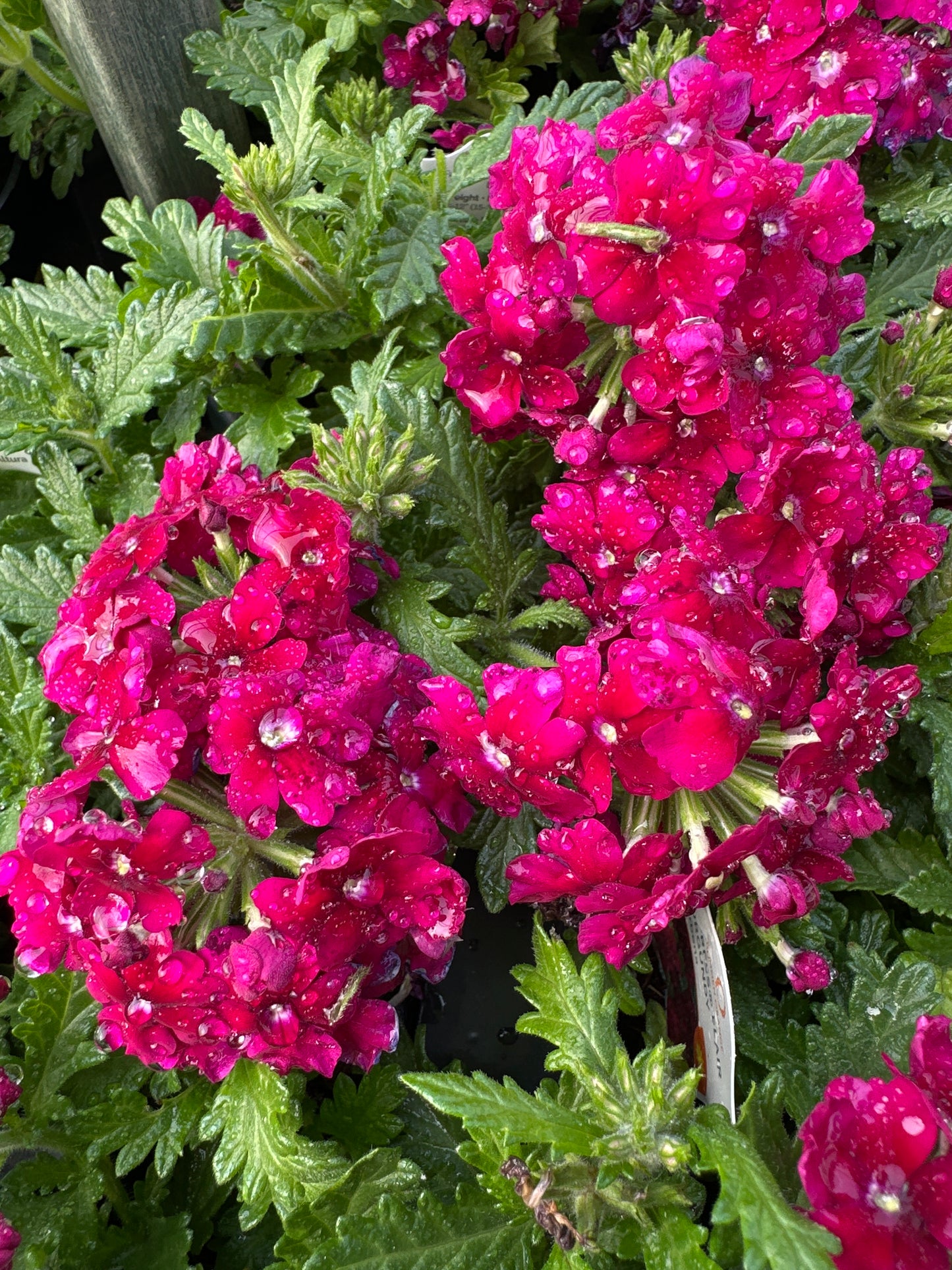 VERBENA EMPRESS SUN BURGUNDY - 4" POT