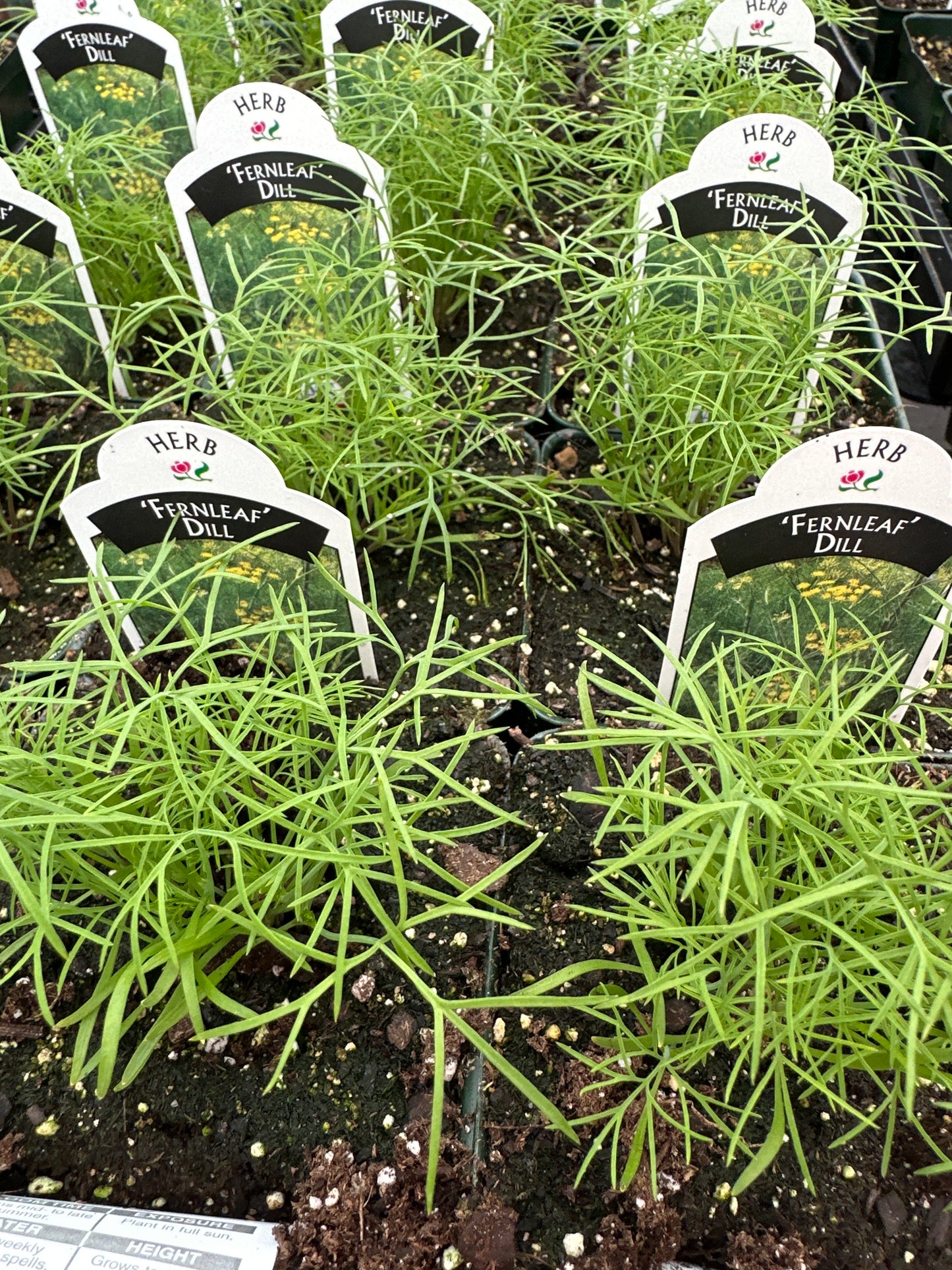 FERNLEAF DILL - 3.5" Pot
