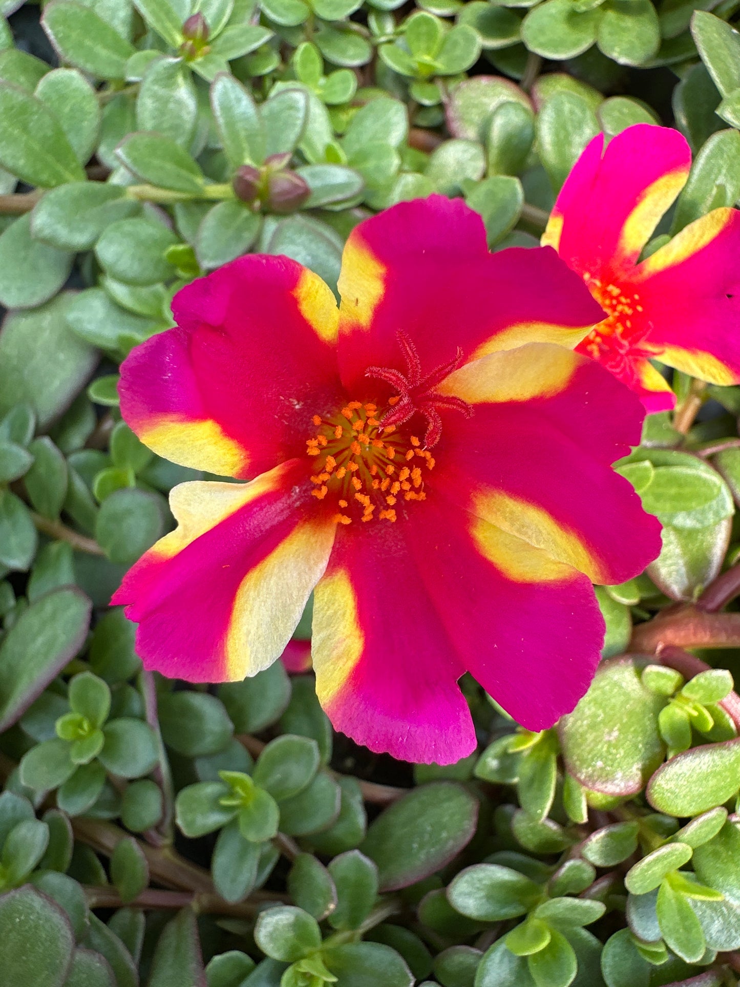 PORTULACA COLORBLAST WATERMELON PUNCH - 4" POT