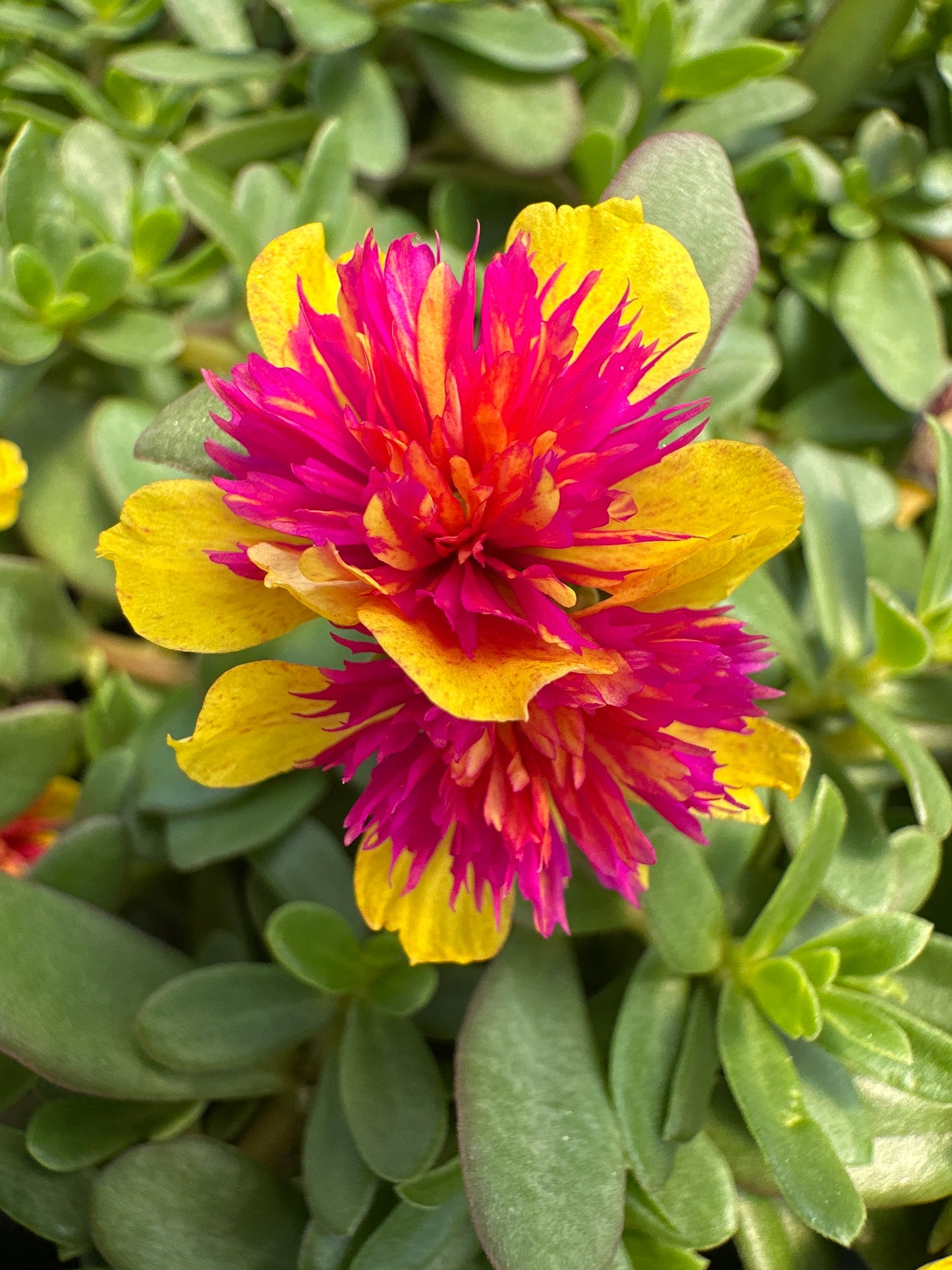 PORTULACA COLORBLAST DOUBLE GUAVA - 4" POT
