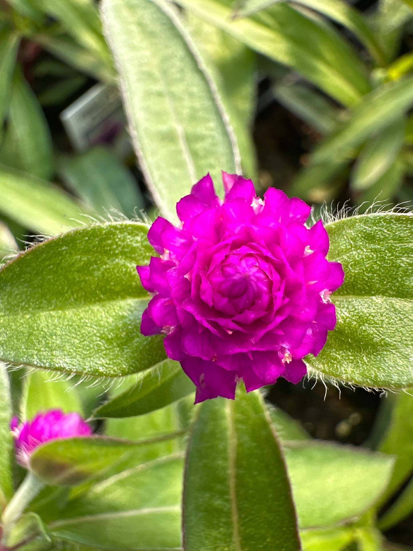 GOMPHRENA PING PONG PURPLE - JUMBO 6 PACK