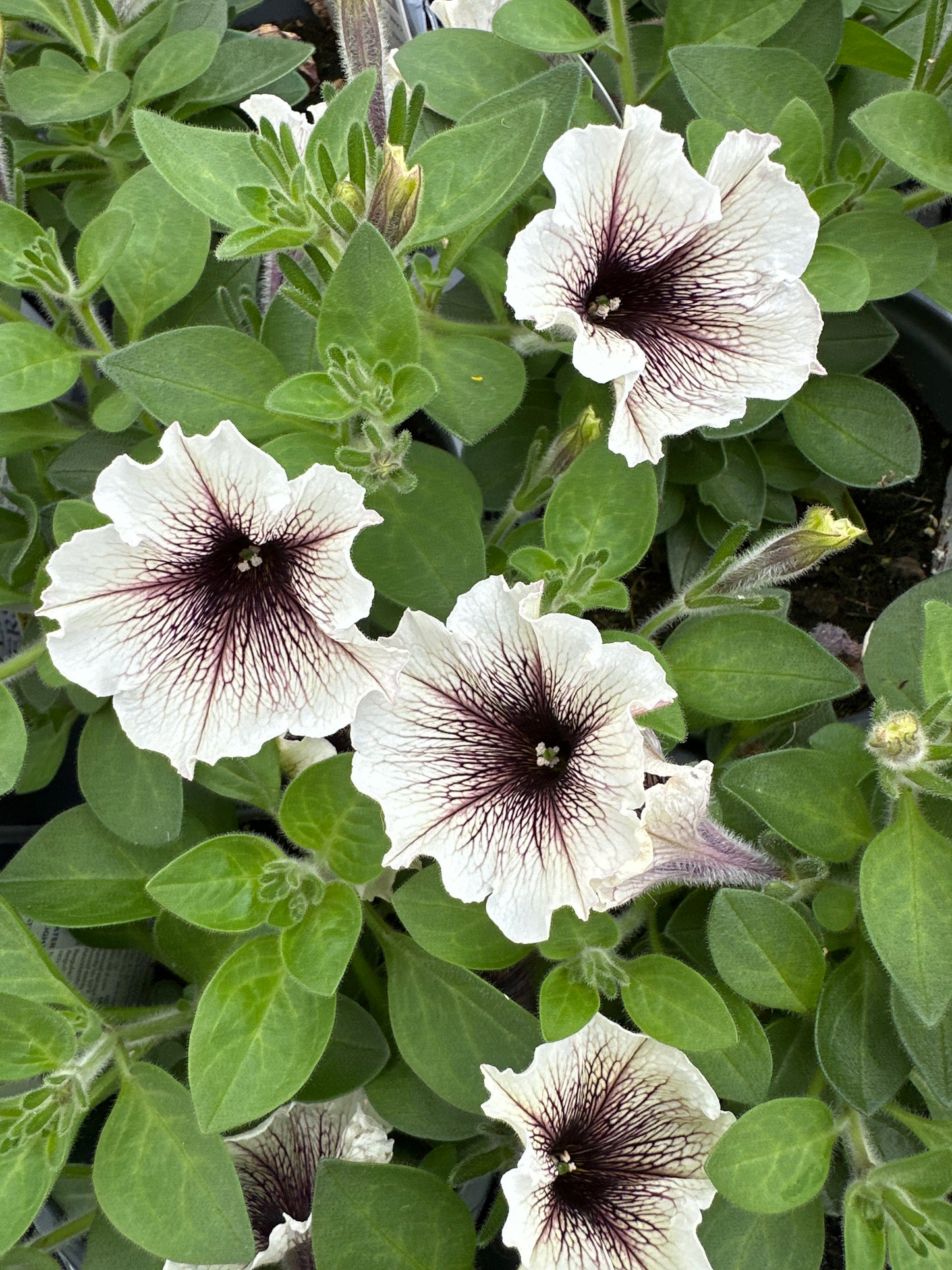 PETUNIA SUPERTUNIA LATTE - QUART POT
