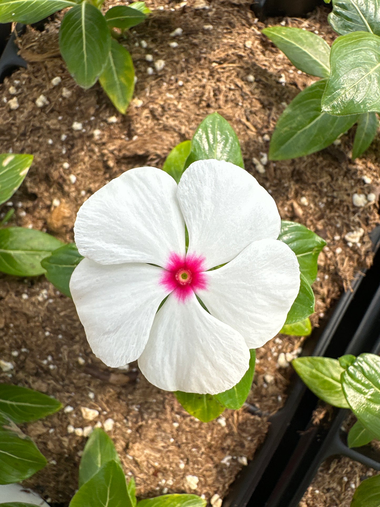 PERIWINKLE VINCA TITANIUM POLKA DOT - JUMBO 6 PACK