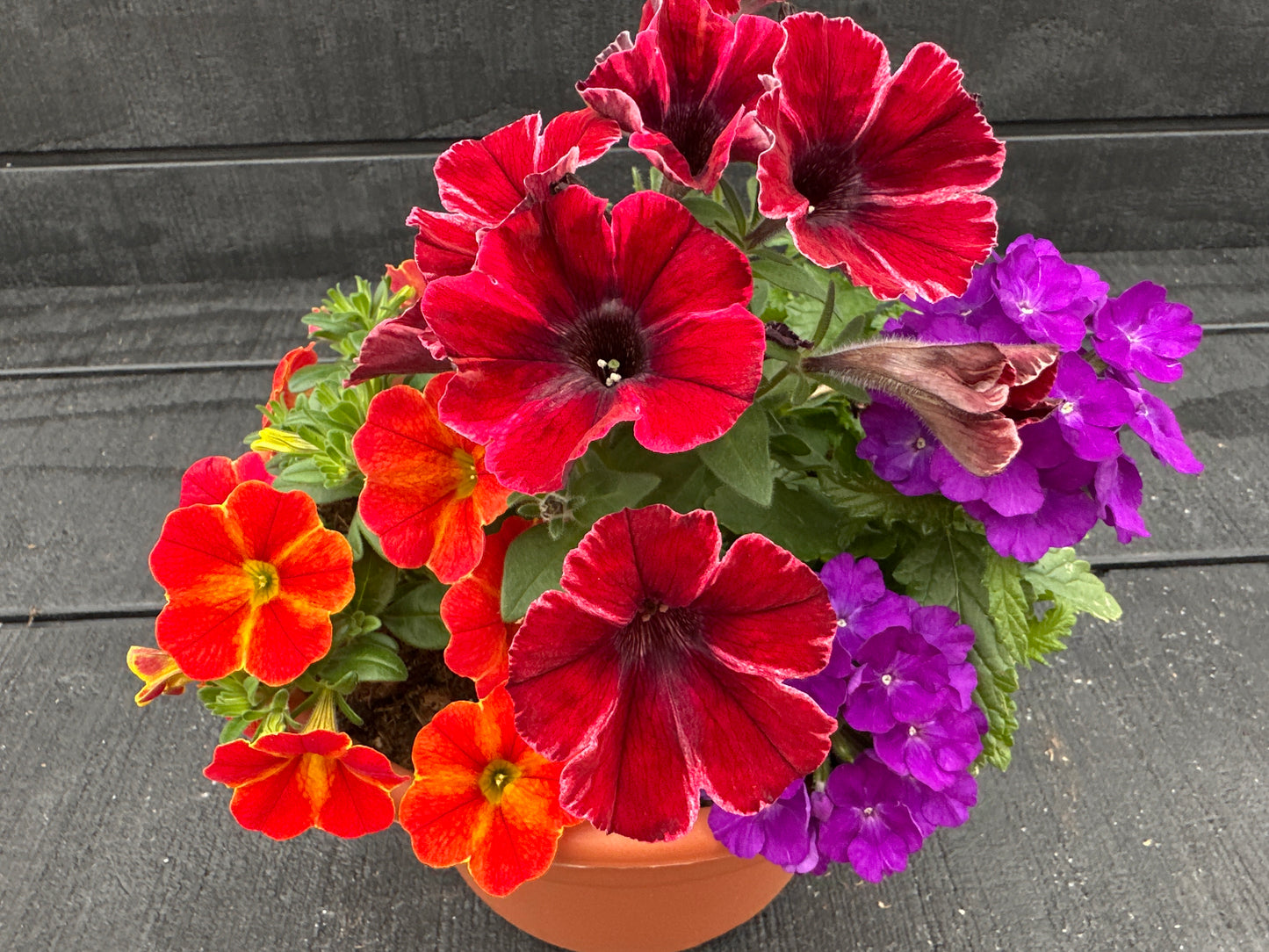 COMBO #41 - 8'' POT