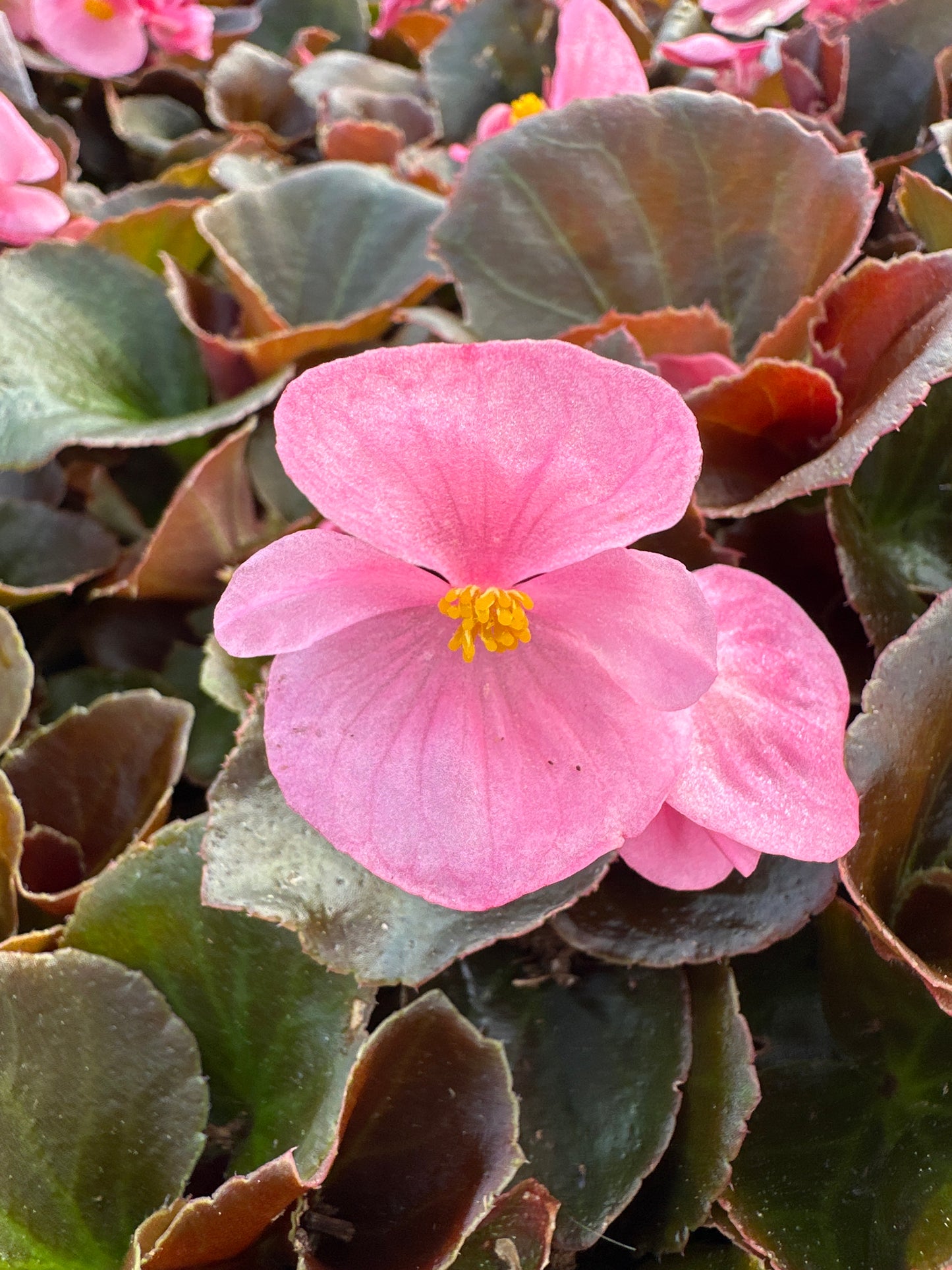 BEGONIA BADA BOOM PINK - FLAT OF 48 PLANTS