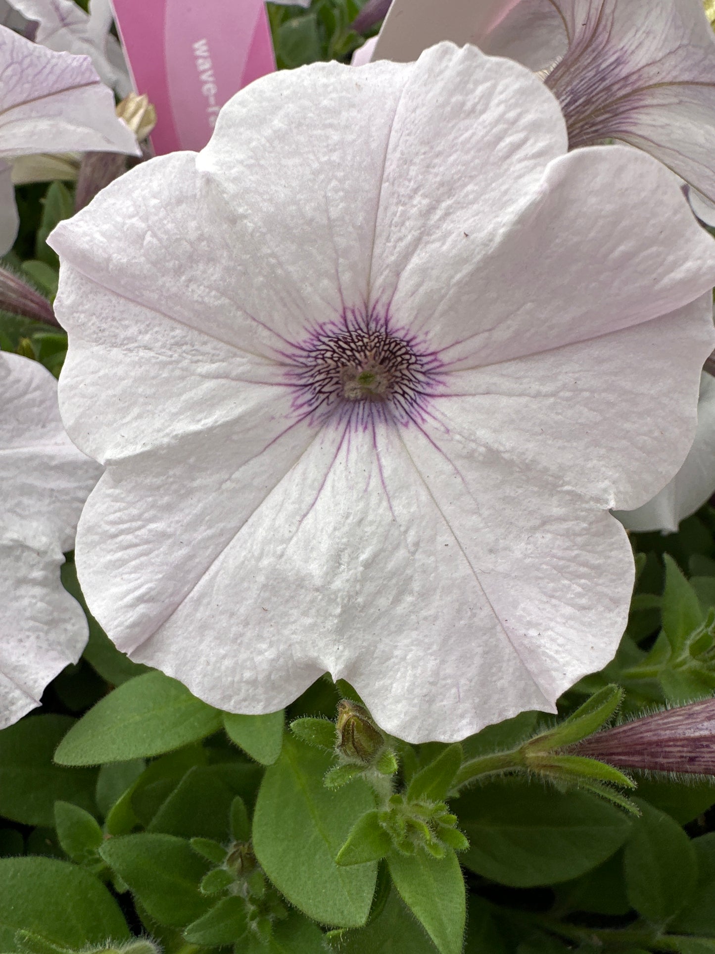 PETUNIA EASY WAVE SILVER - JUMBO 6 PACK