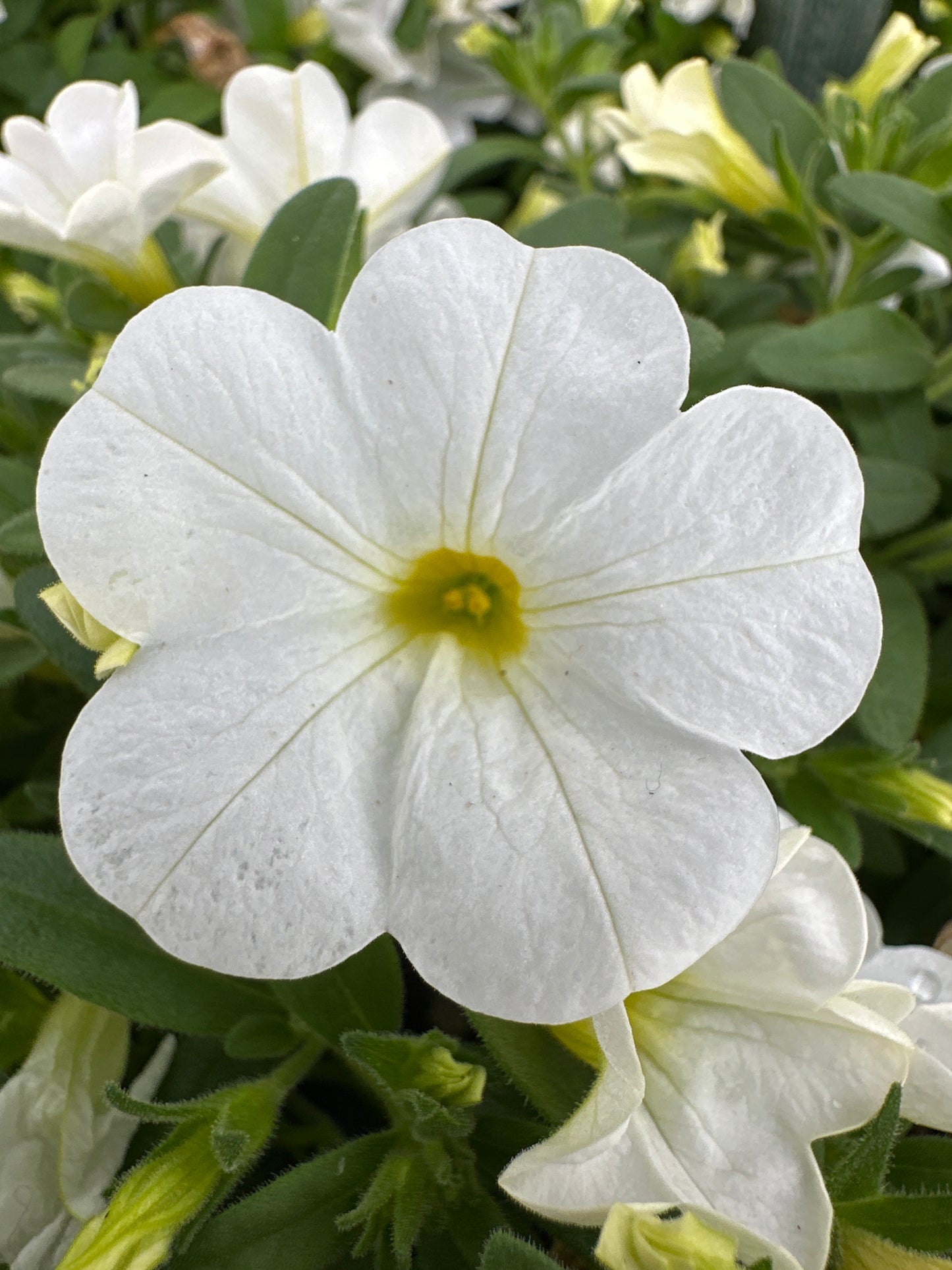 CALIBRACHOA CABARET BRIGHT WHITE IMPROVED - JUMBO 6 PACK