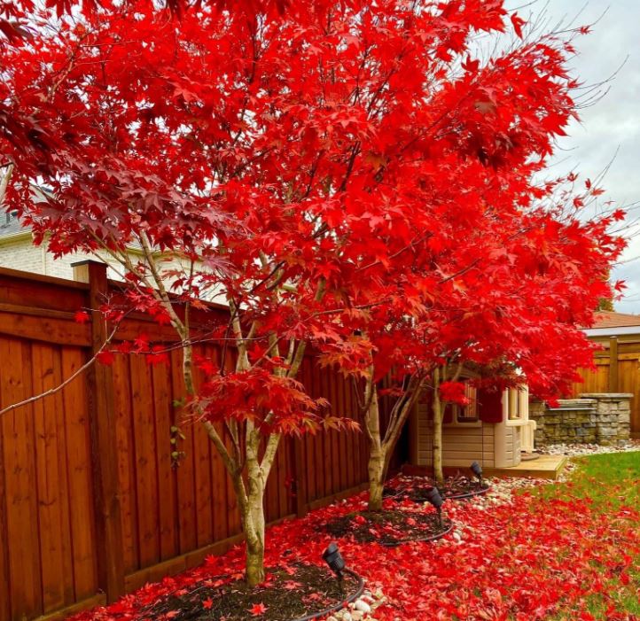 Acer palmatum 'Fire Glow'