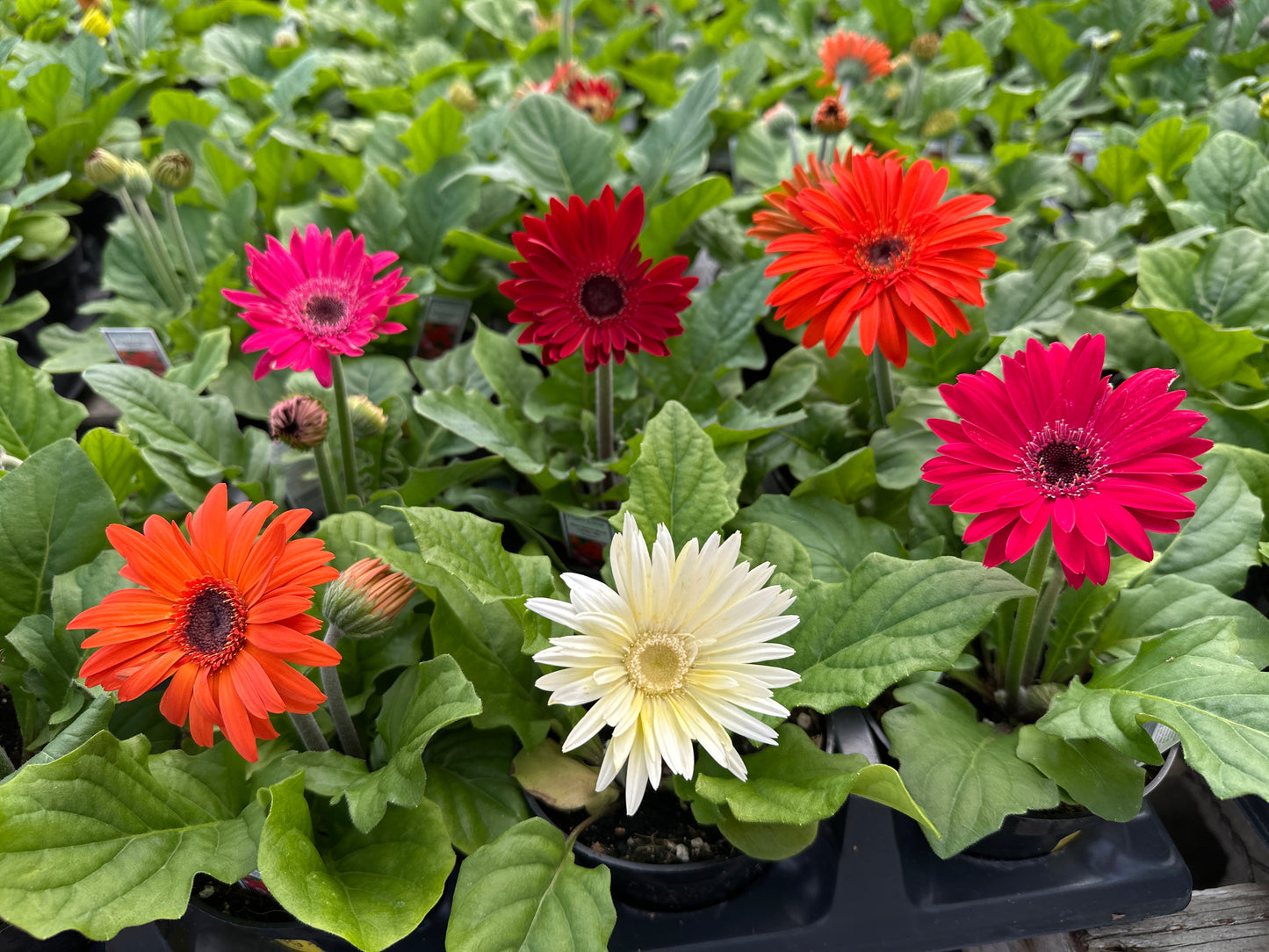 GERBERA FLORI LINE MAXI MIX - 4'' POT